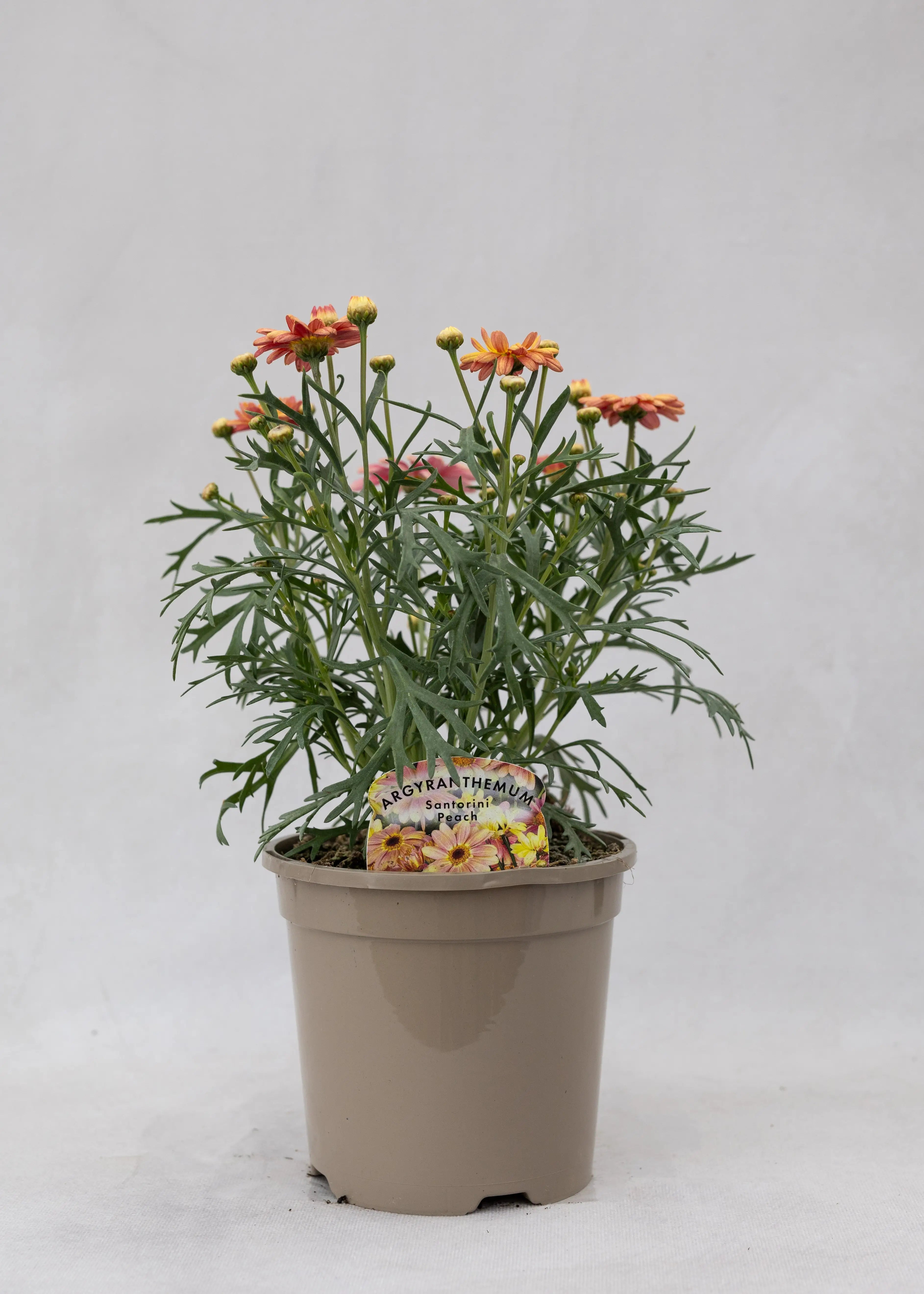 Argyranthemum 'Santorini Peach'