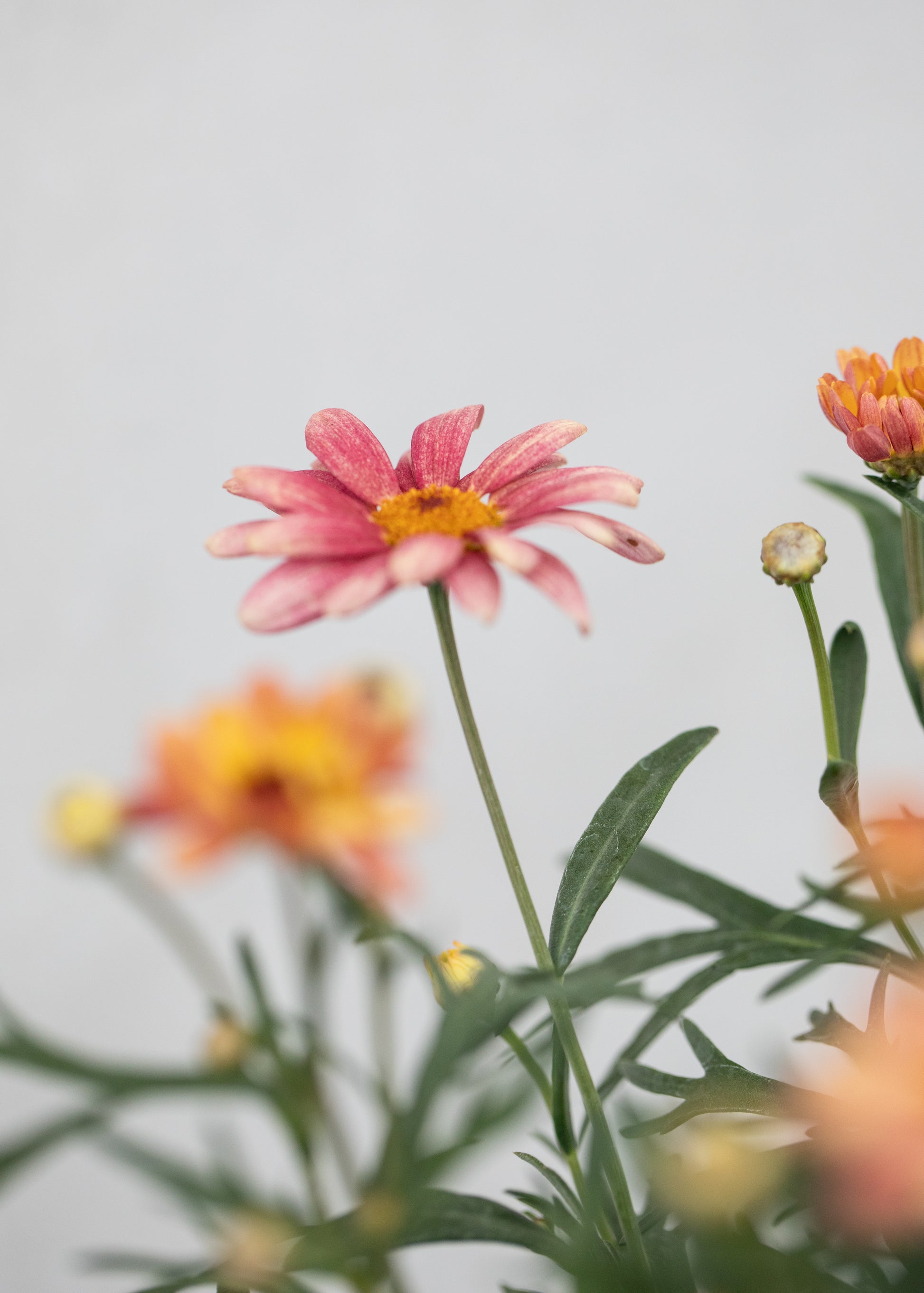 Argyranthemum 'Santorini Peach'