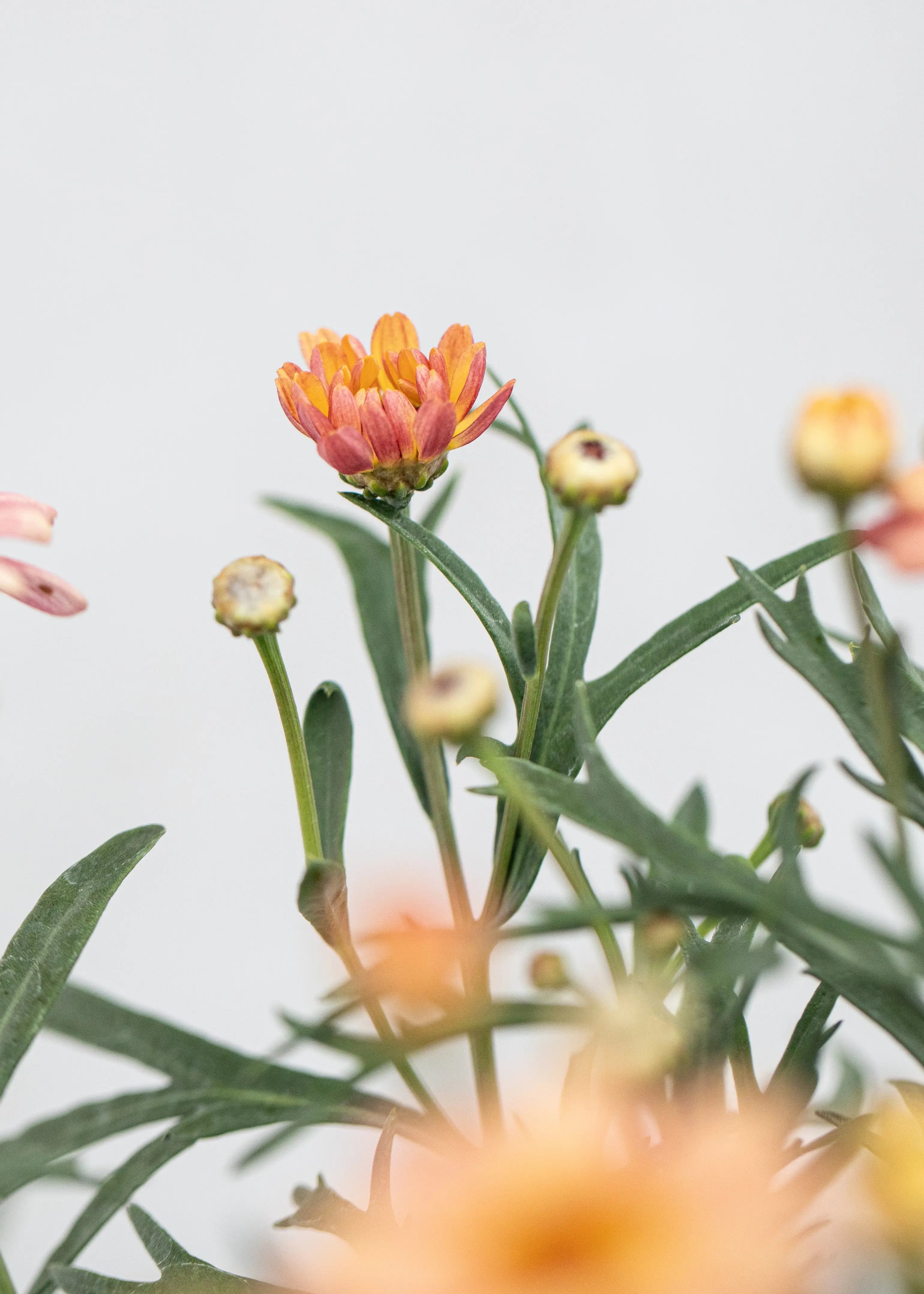 Argyranthemum 'Santorini Peach'