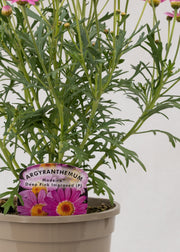 Argyranthemum 'Madeira Crested Pink Deep'