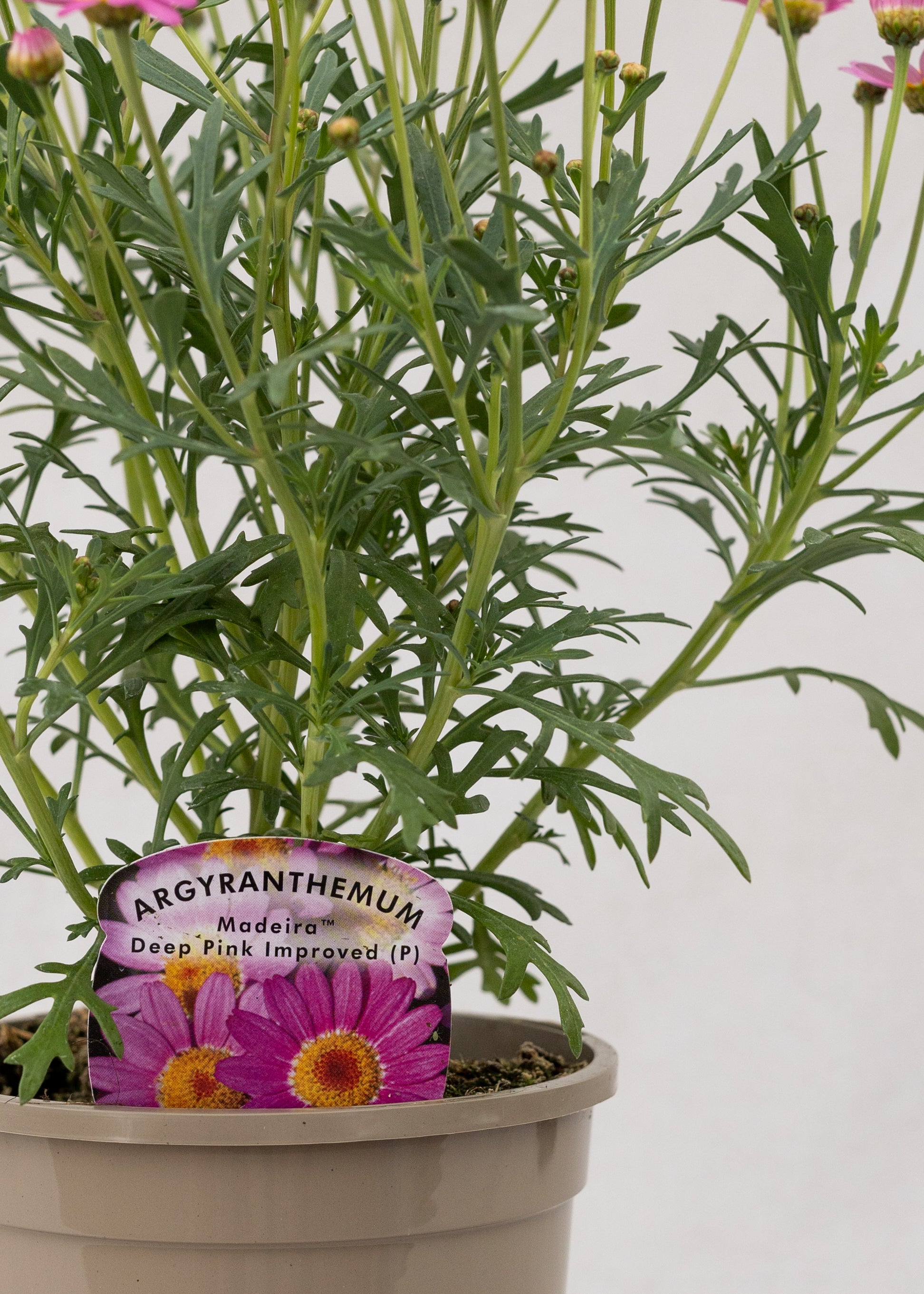 Argyranthemum 'Madeira Crested Pink Deep'