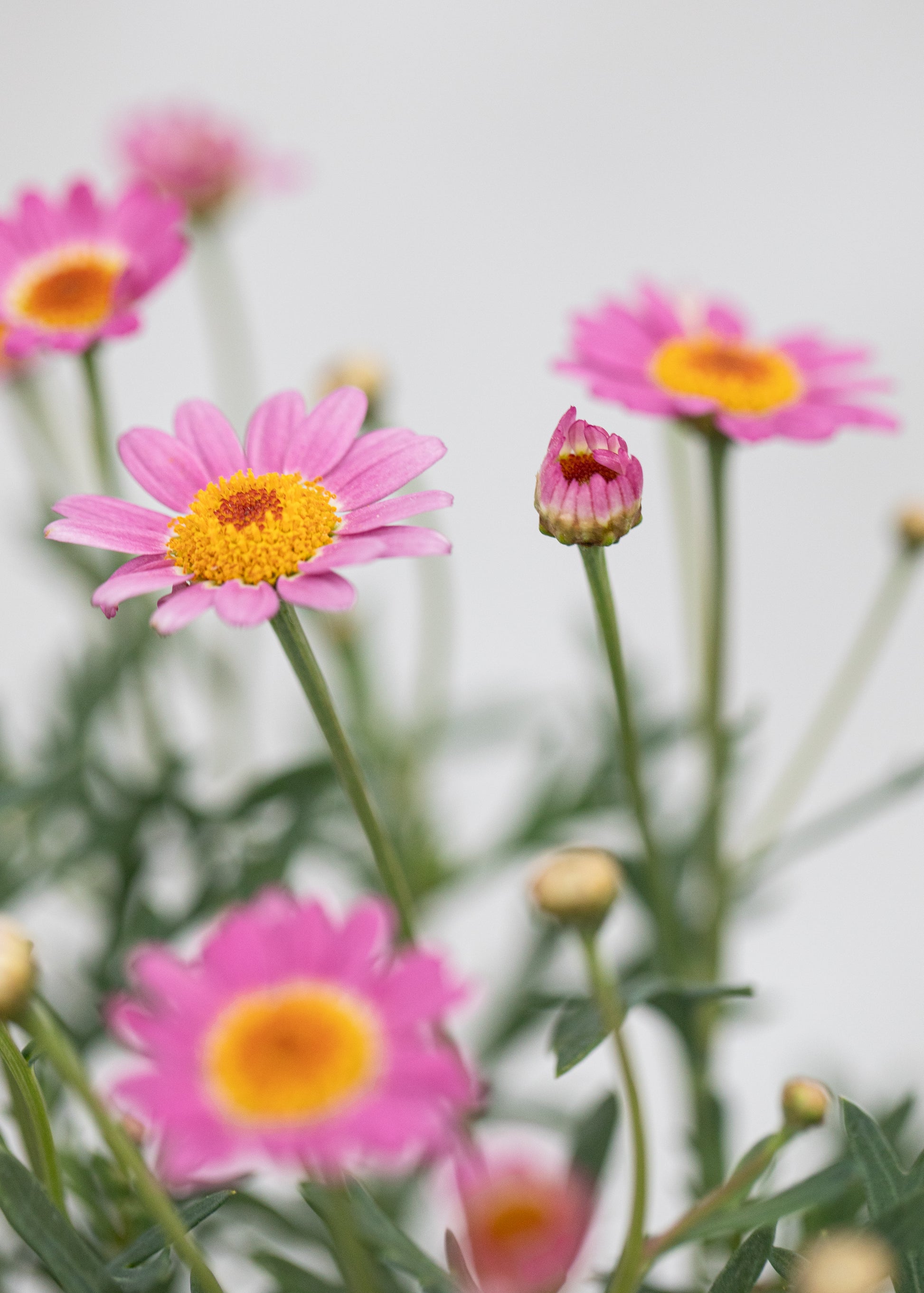 Argyranthemum 'Madeira Crested Pink Deep'