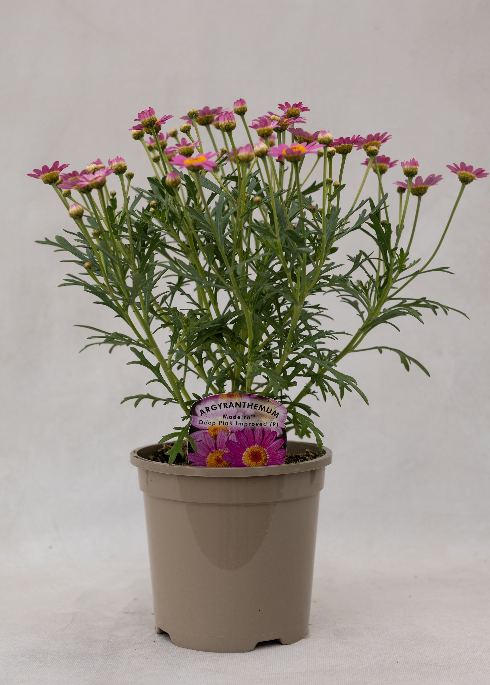 Argyranthemum 'Madeira Crested Pink Deep'
