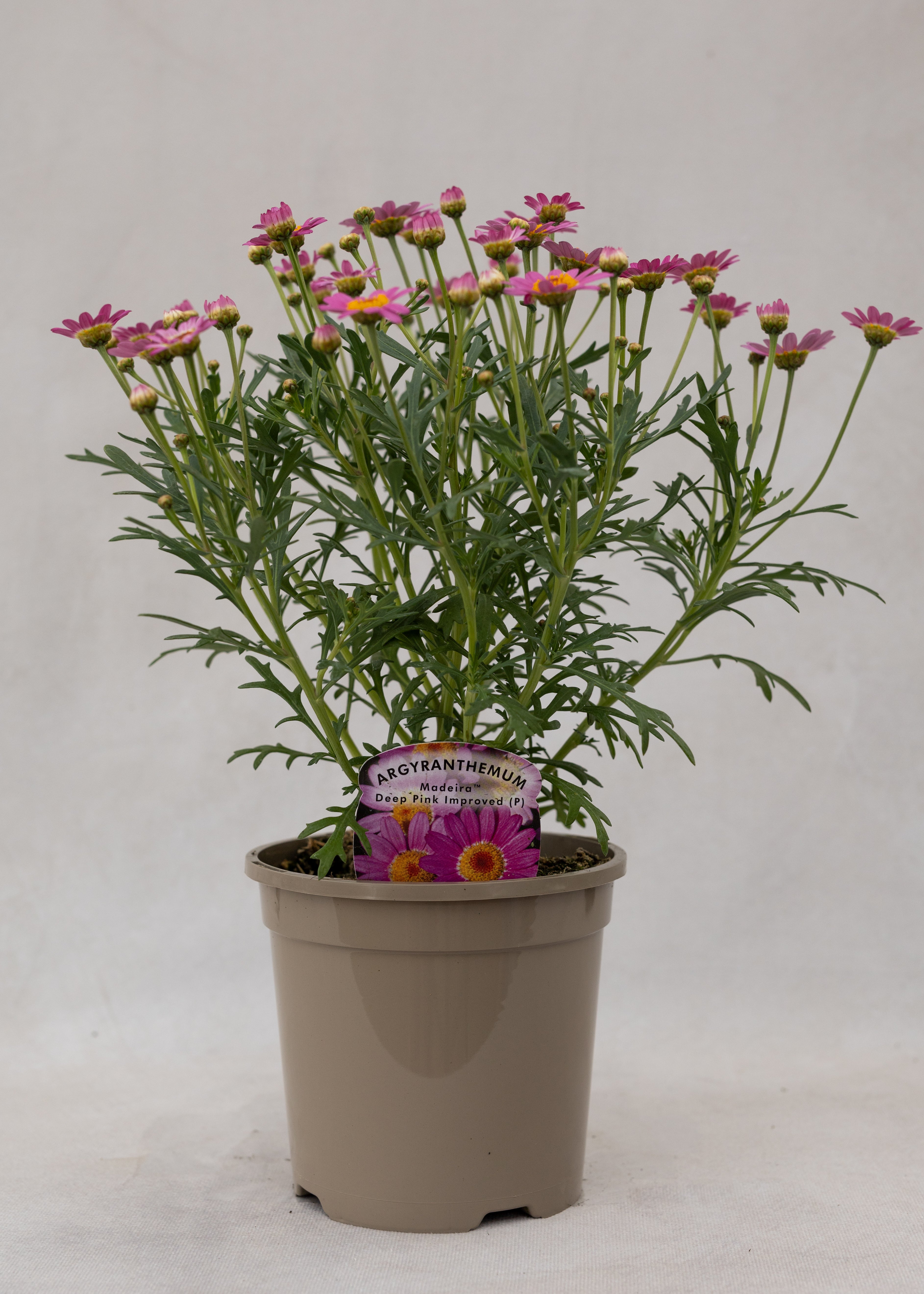 Argyranthemum 'Madeira Crested Pink Deep'