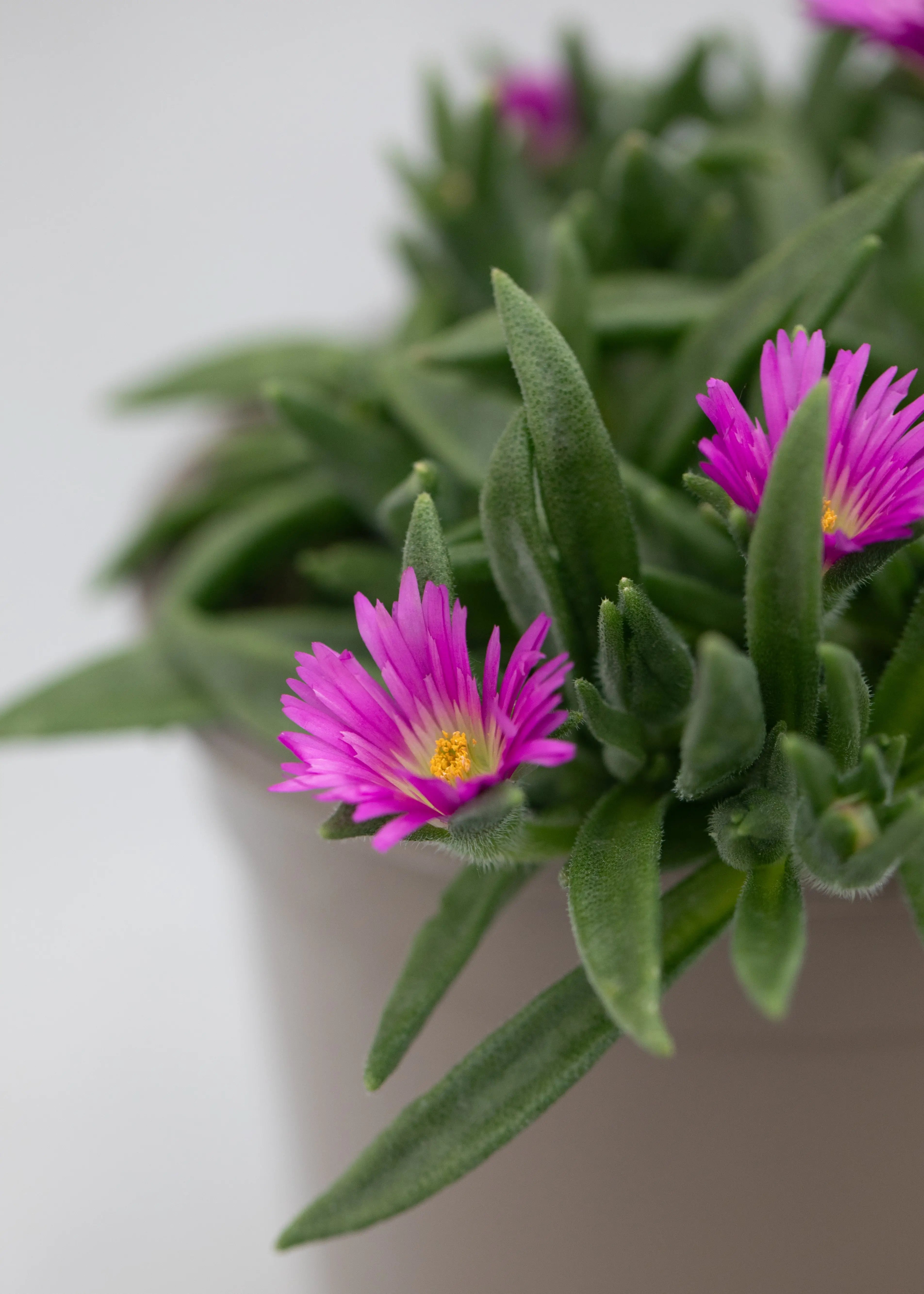 Delosperma sutherlandii