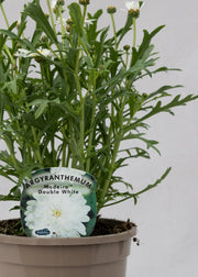 Argyranthemum 'Madeira Double White'