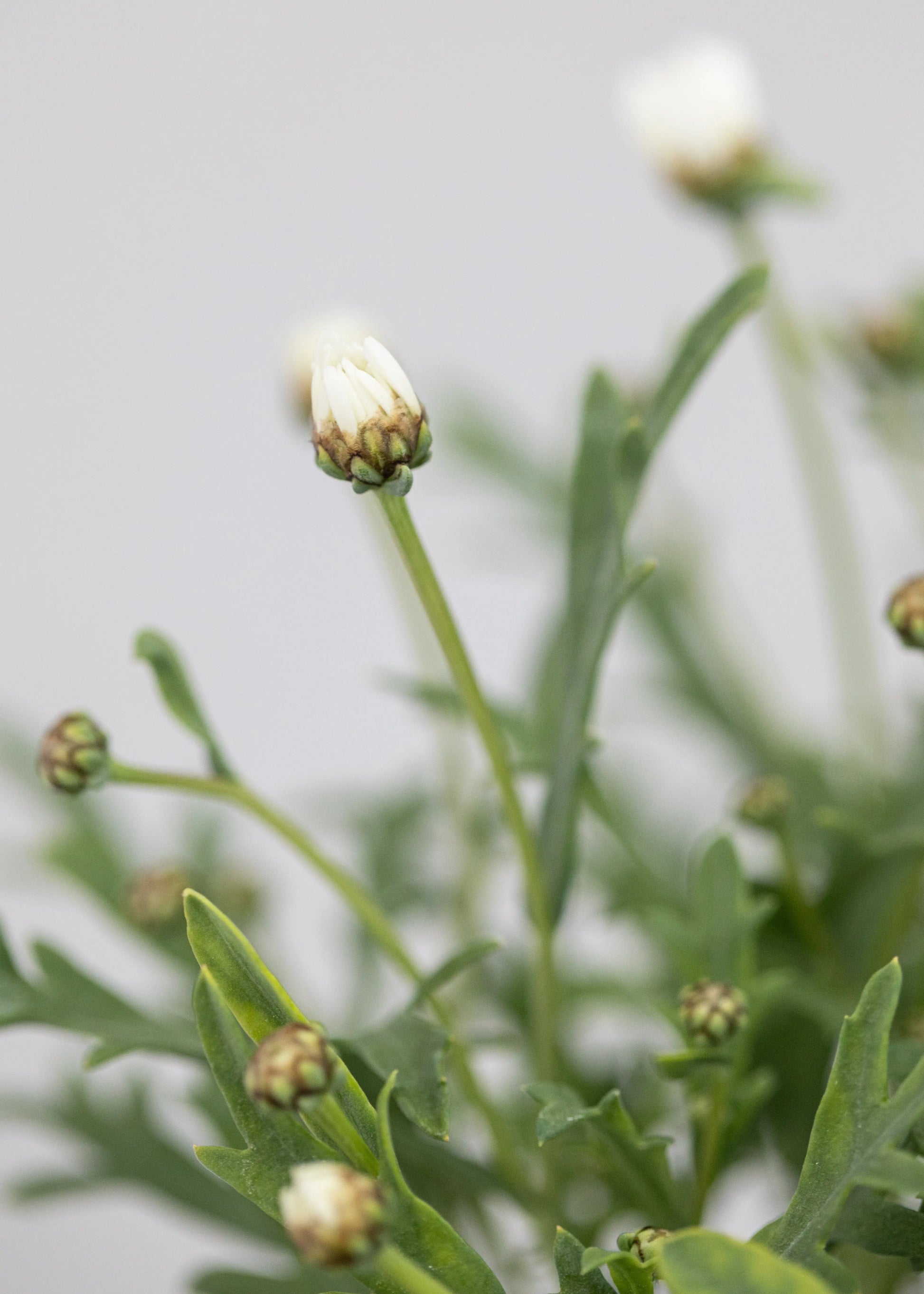 Argyranthemum 'Madeira Double White'