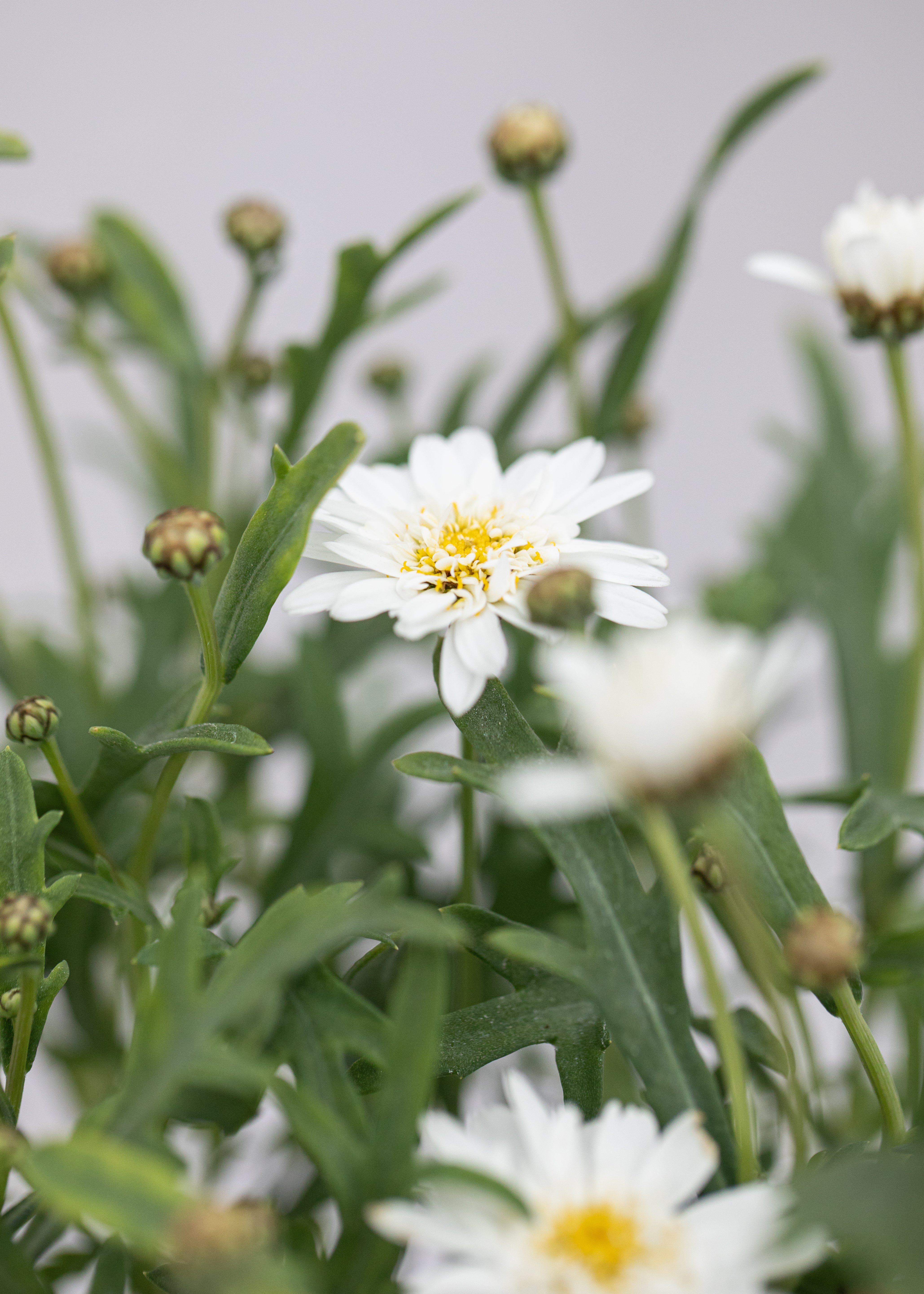 Argyranthemum 'Madeira Double White'
