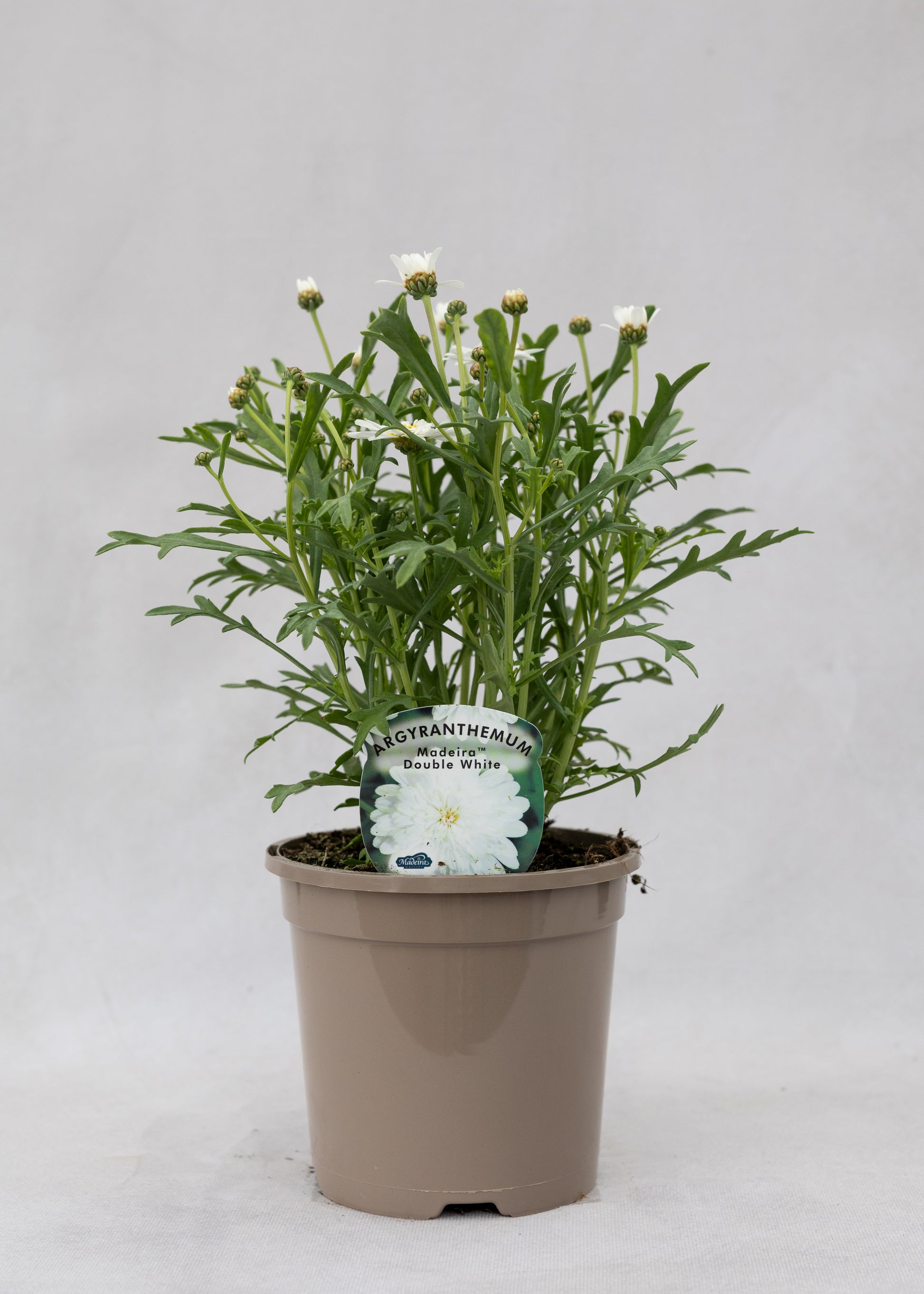 Argyranthemum 'Madeira Double White'