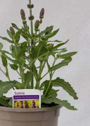 Salvia superba 'New Dimensions Rose'