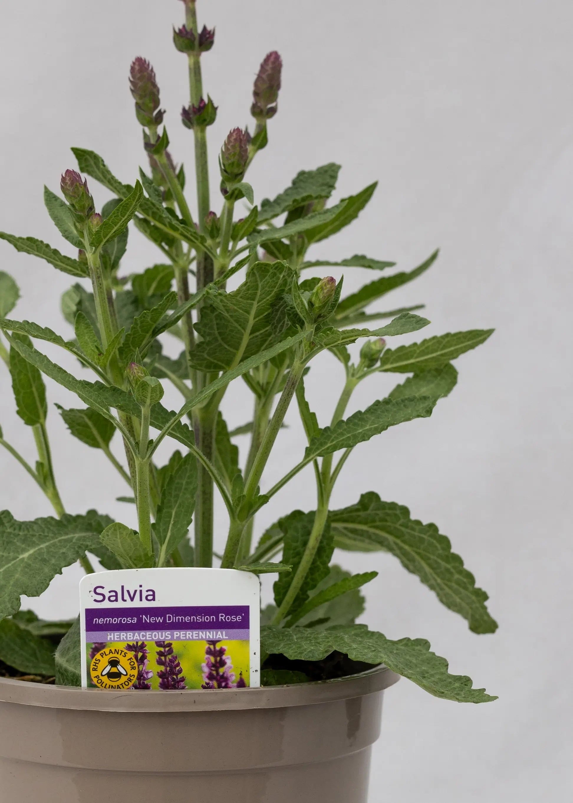 Salvia superba 'New Dimensions Rose'