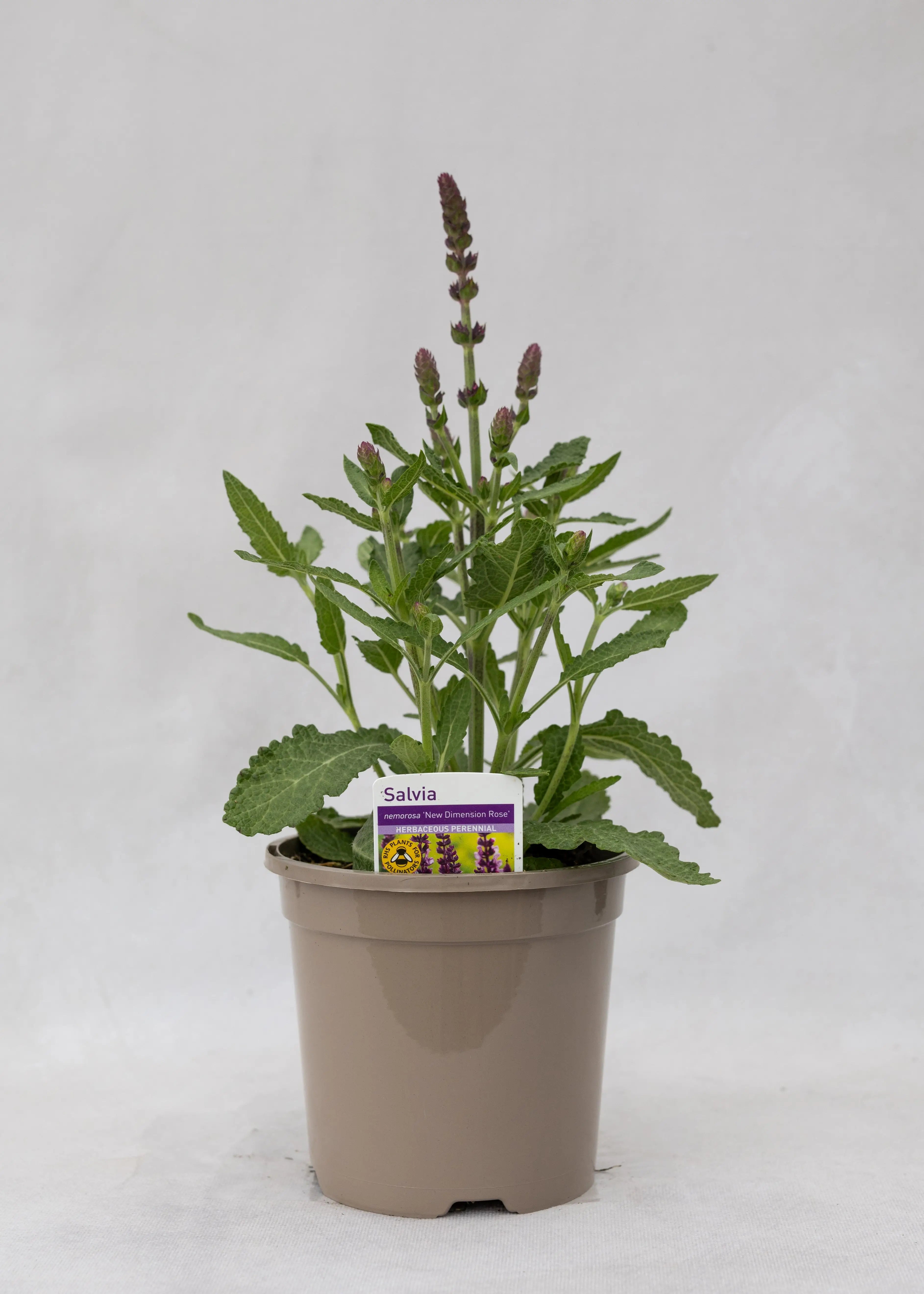 Salvia superba 'New Dimensions Rose'
