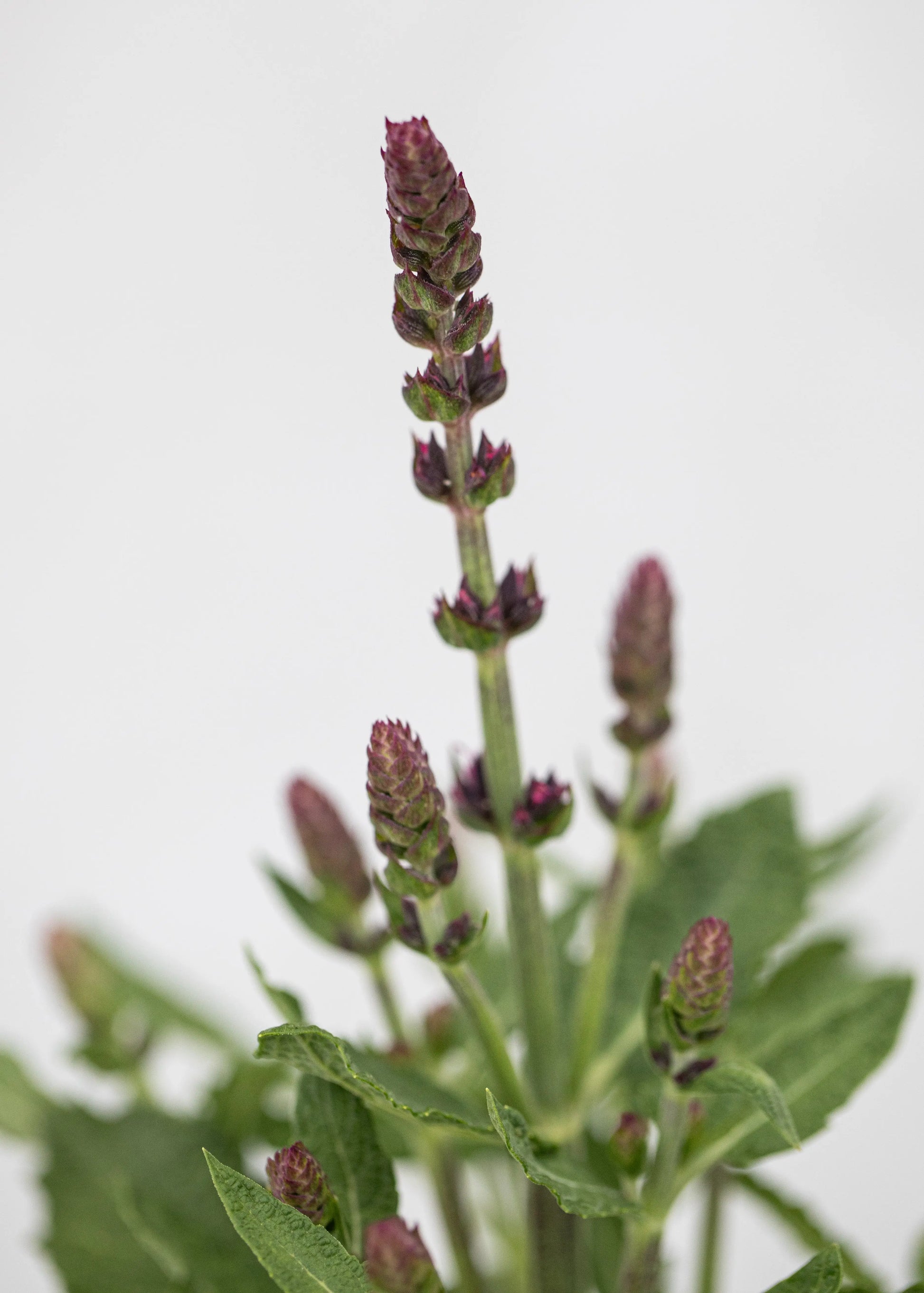 Salvia superba 'New Dimensions Rose'