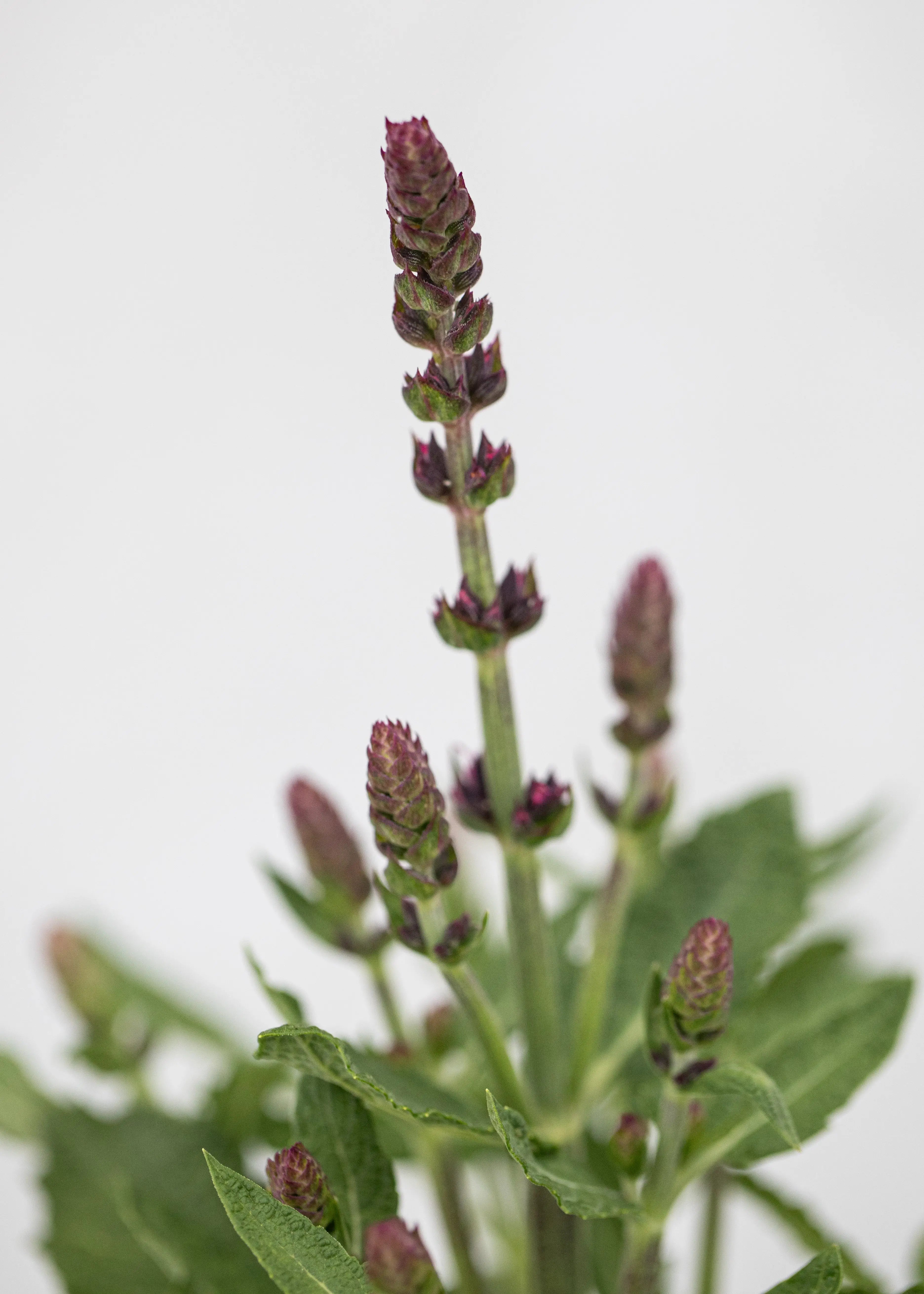 Salvia superba 'New Dimensions Rose'