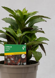 Lobelia 'Speciosa Fanship Scarlet'