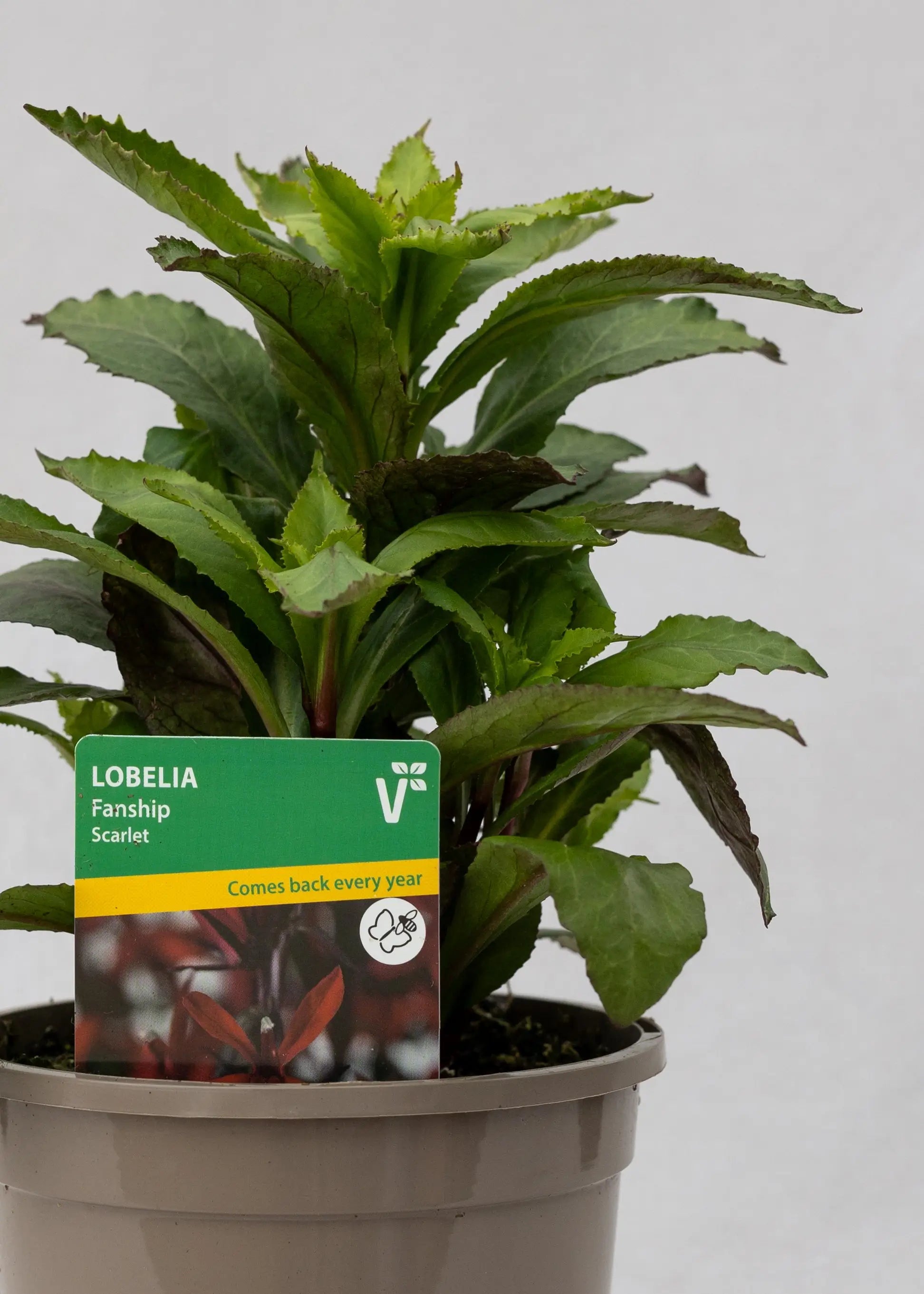 Lobelia 'Speciosa Fanship Scarlet'