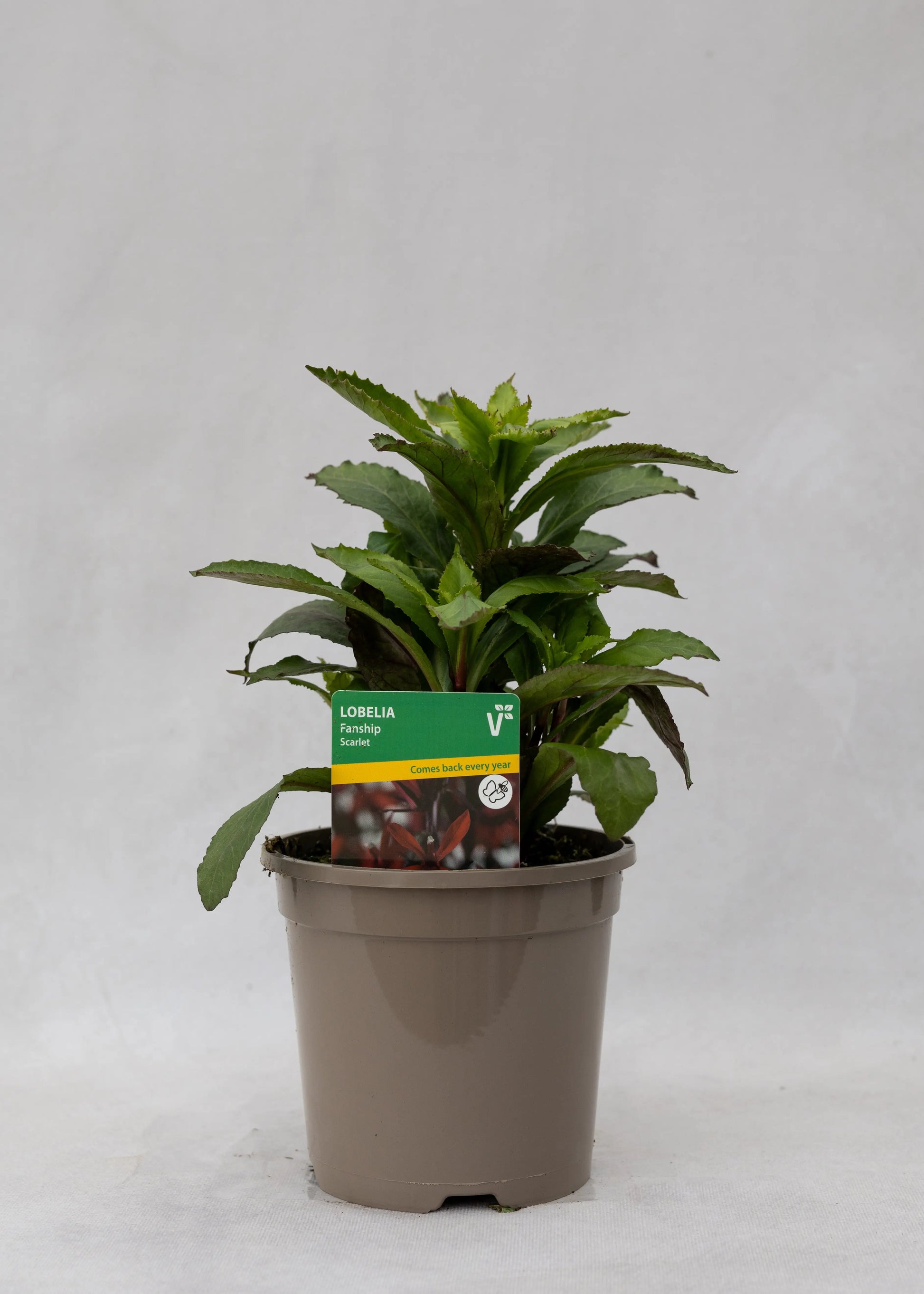 Lobelia 'Speciosa Fanship Scarlet'