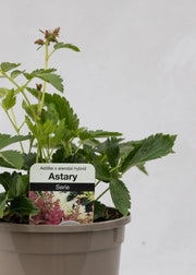 Astilbe 'Astary Mix'
