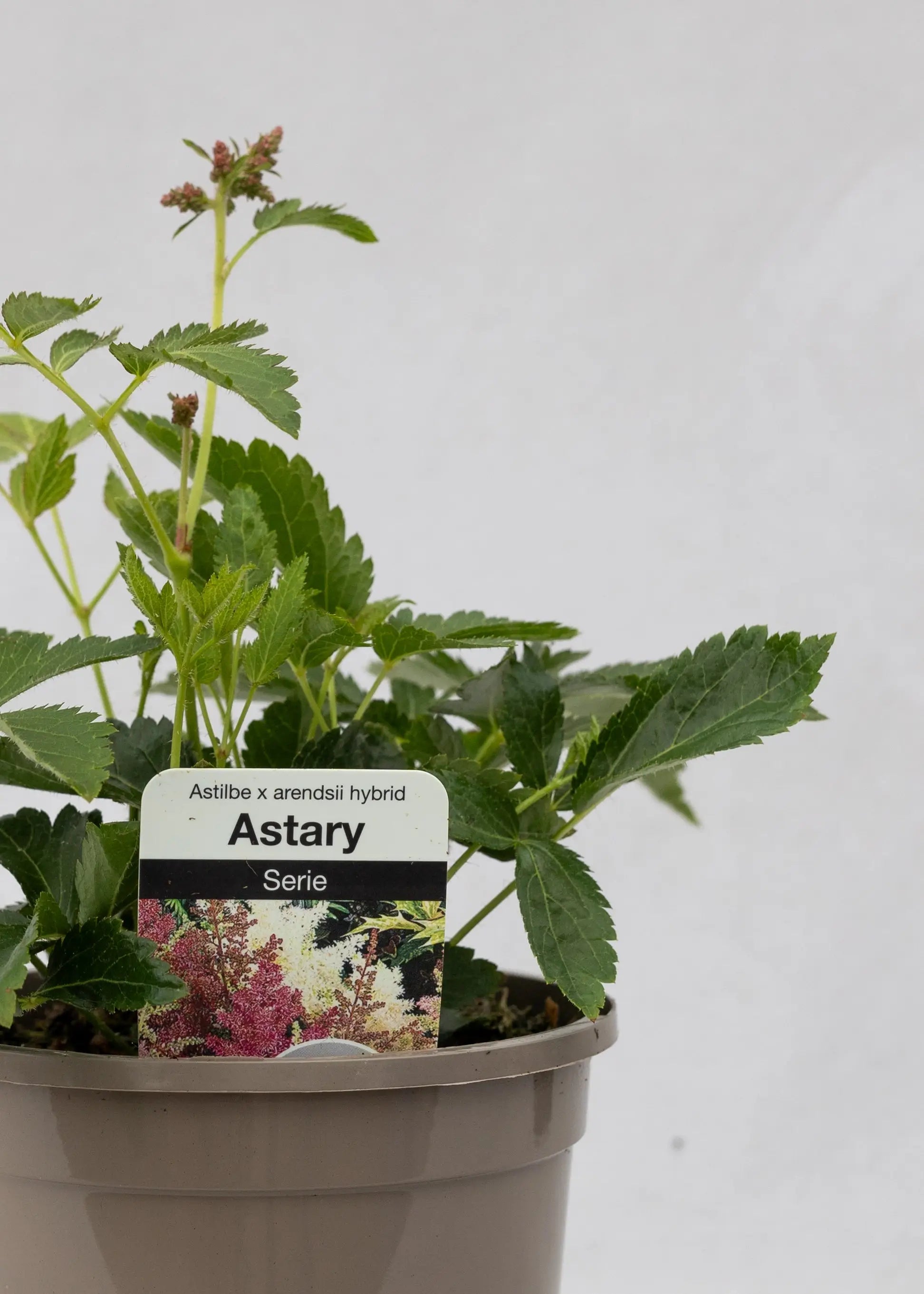 Astilbe 'Astary Mix'