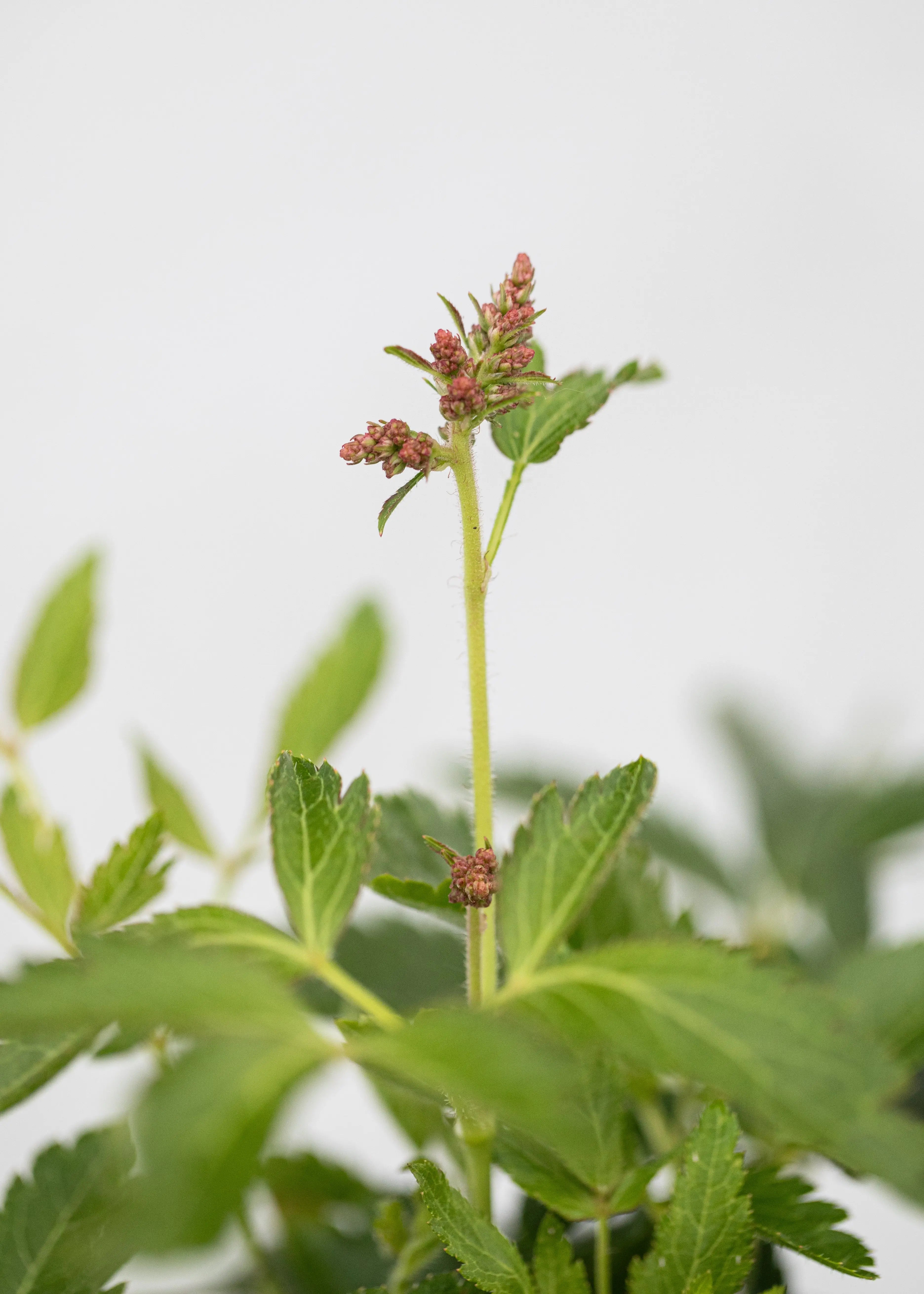 Astilbe 'Astary Mix'