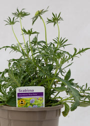 Scabiosa 'Blue Note'