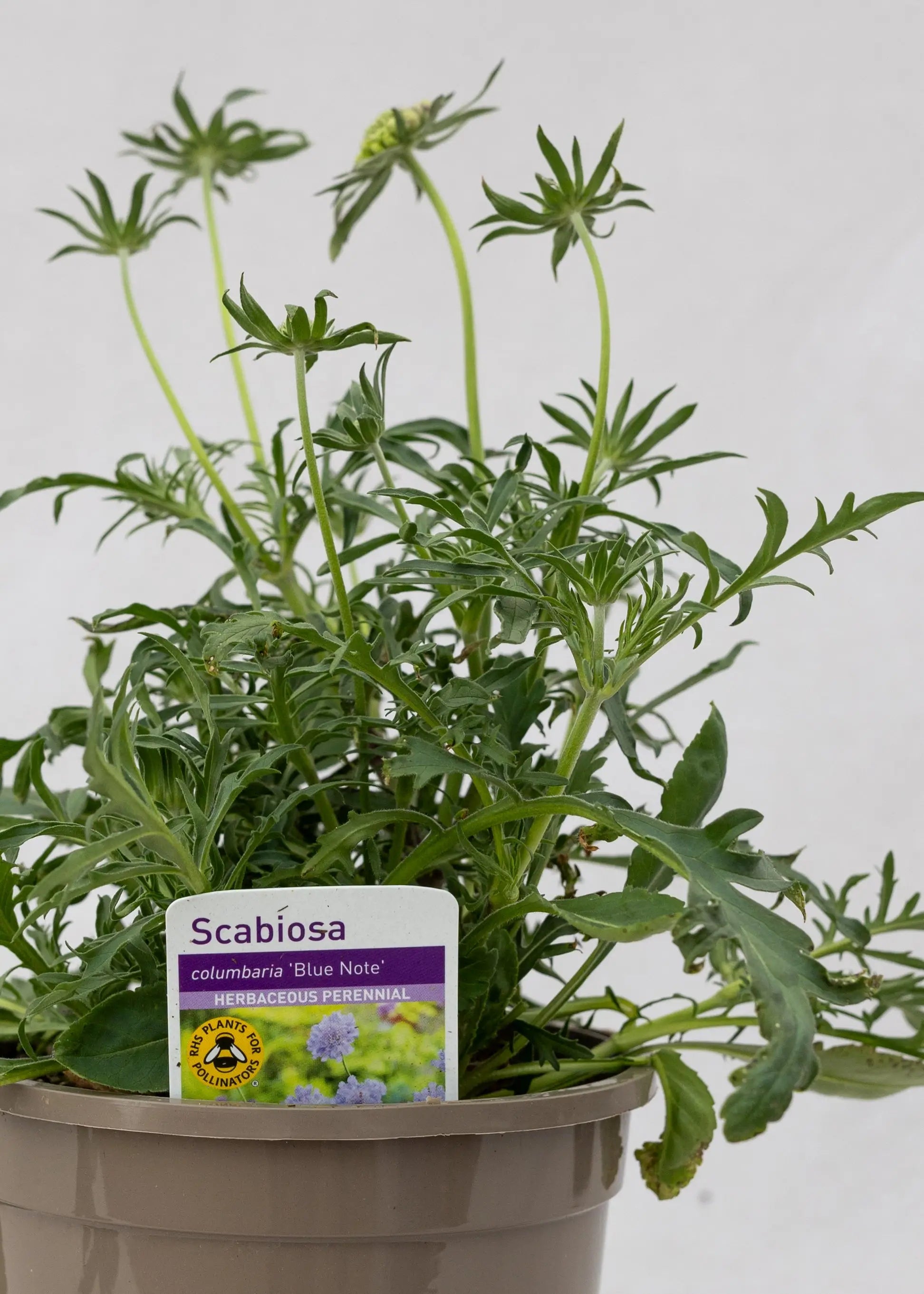 Scabiosa 'Blue Note'