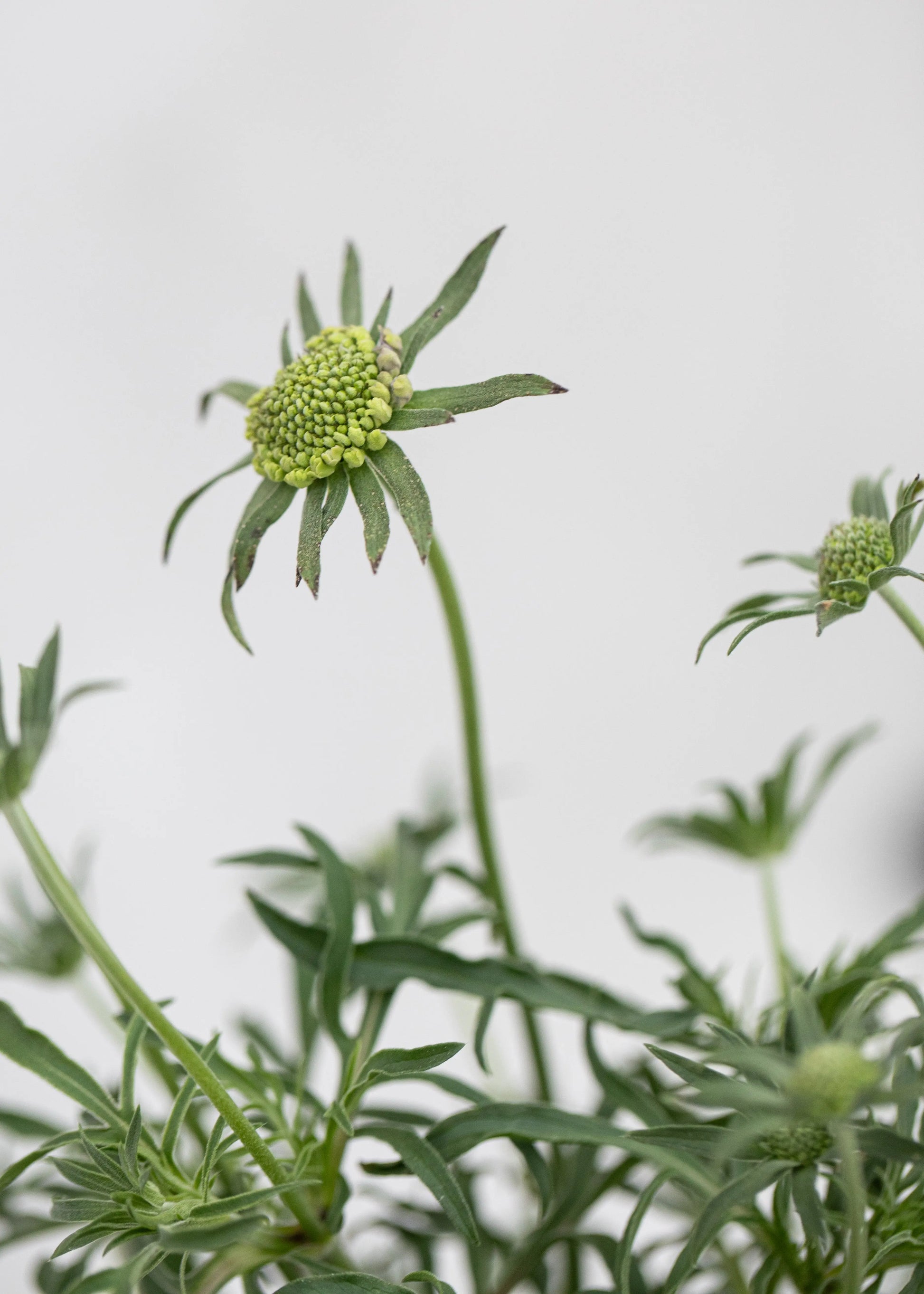 Scabiosa 'Blue Note'