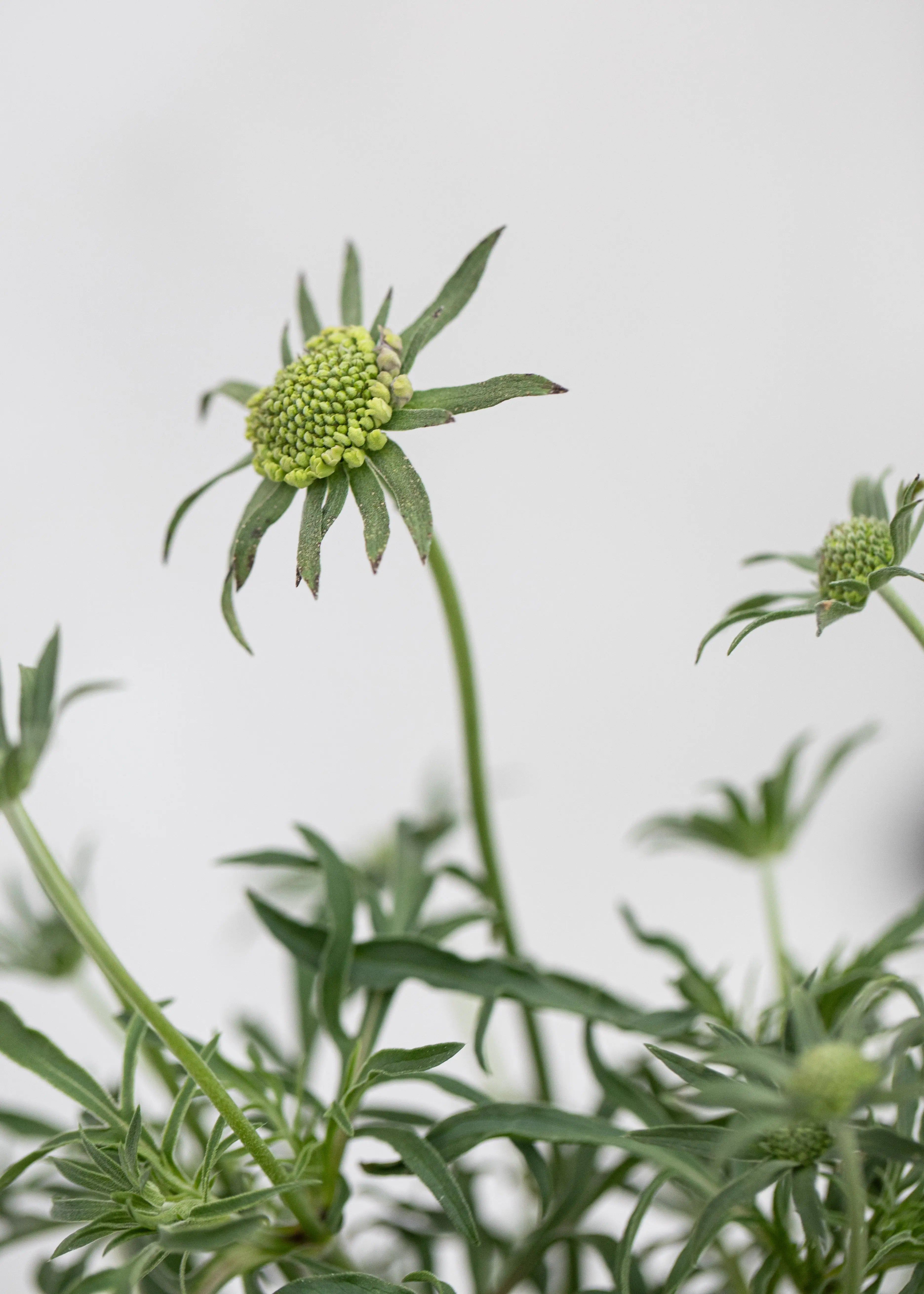 Scabiosa 'Blue Note'