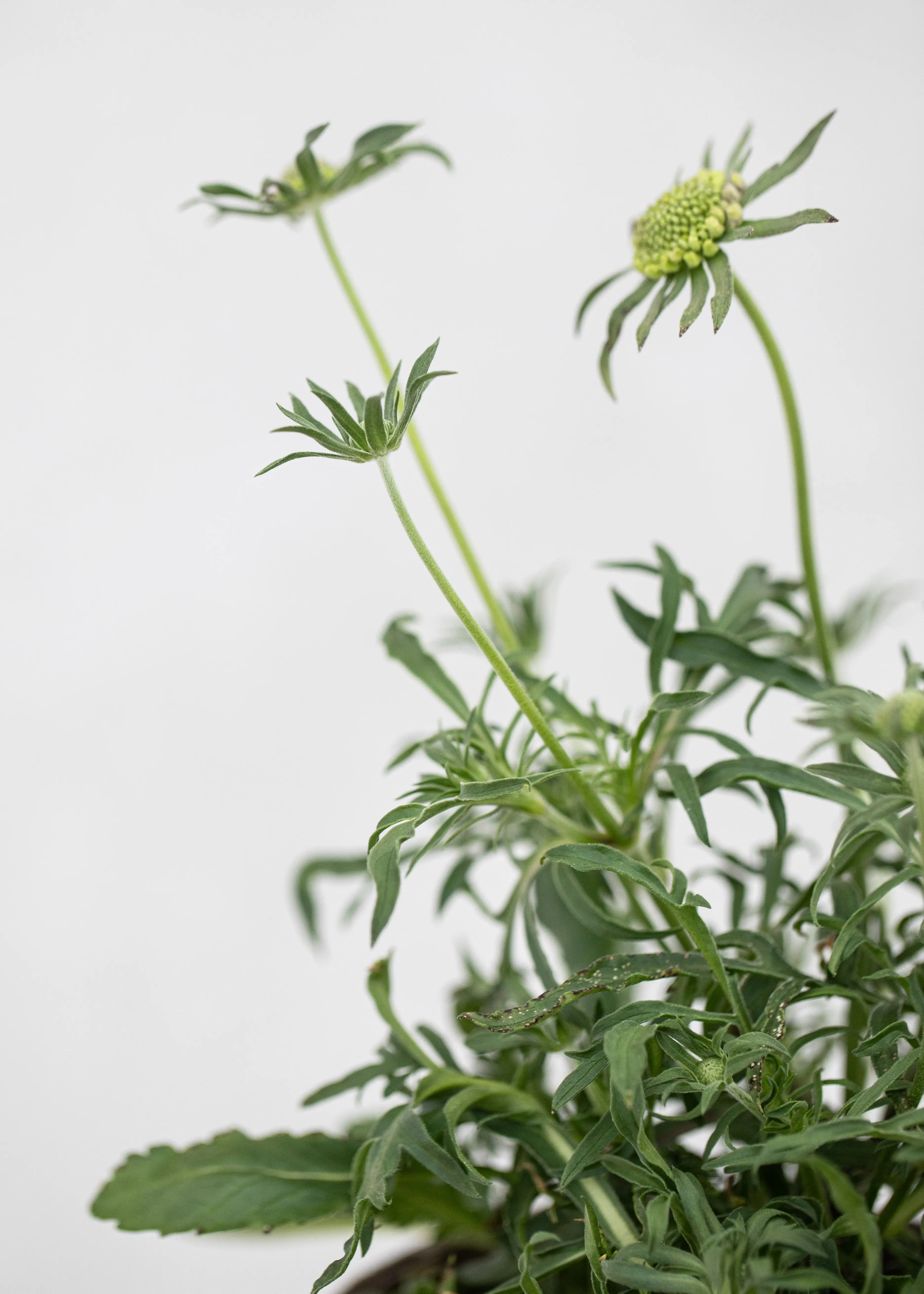 Scabiosa 'Blue Note'