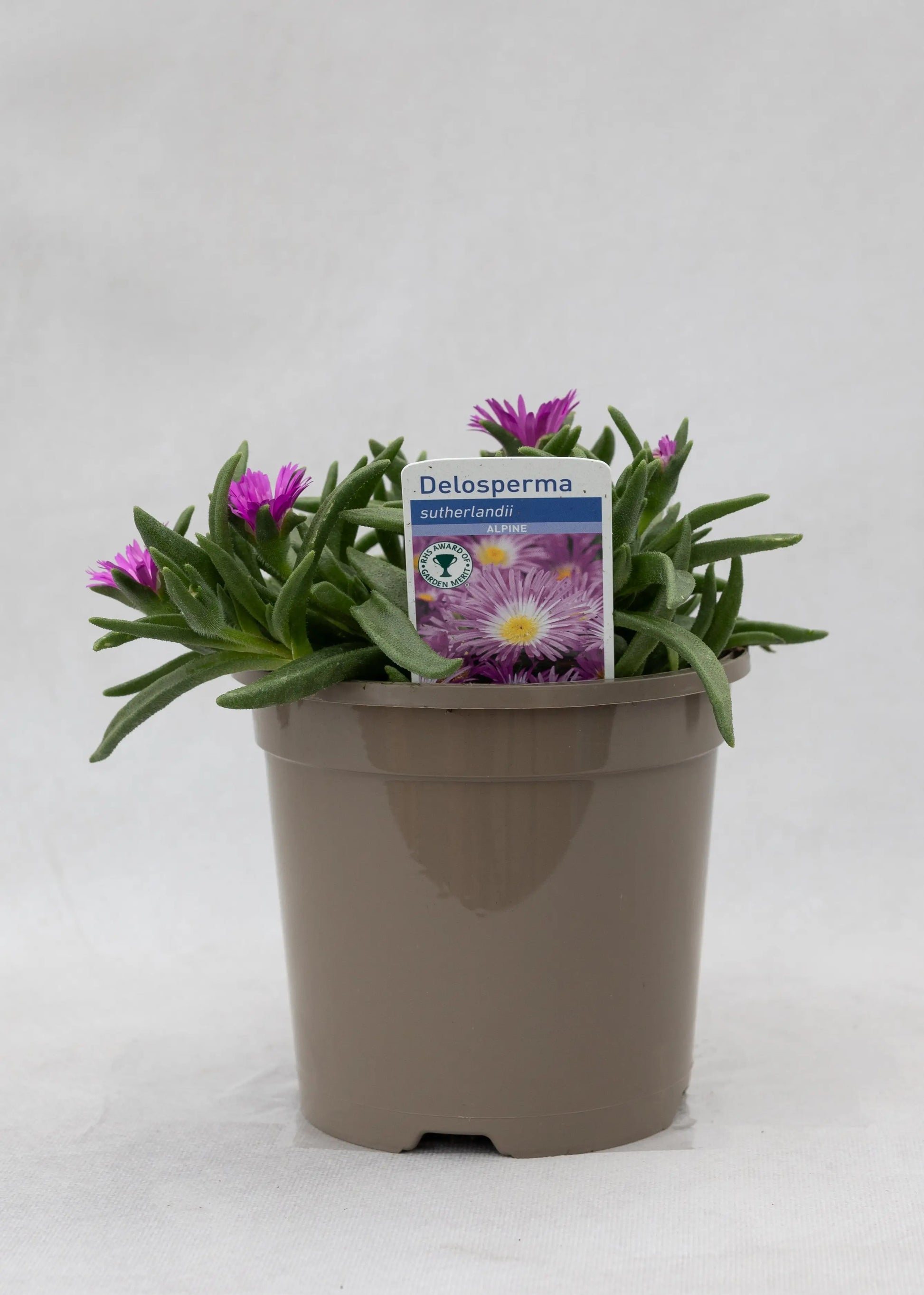 Delosperma sutherlandii