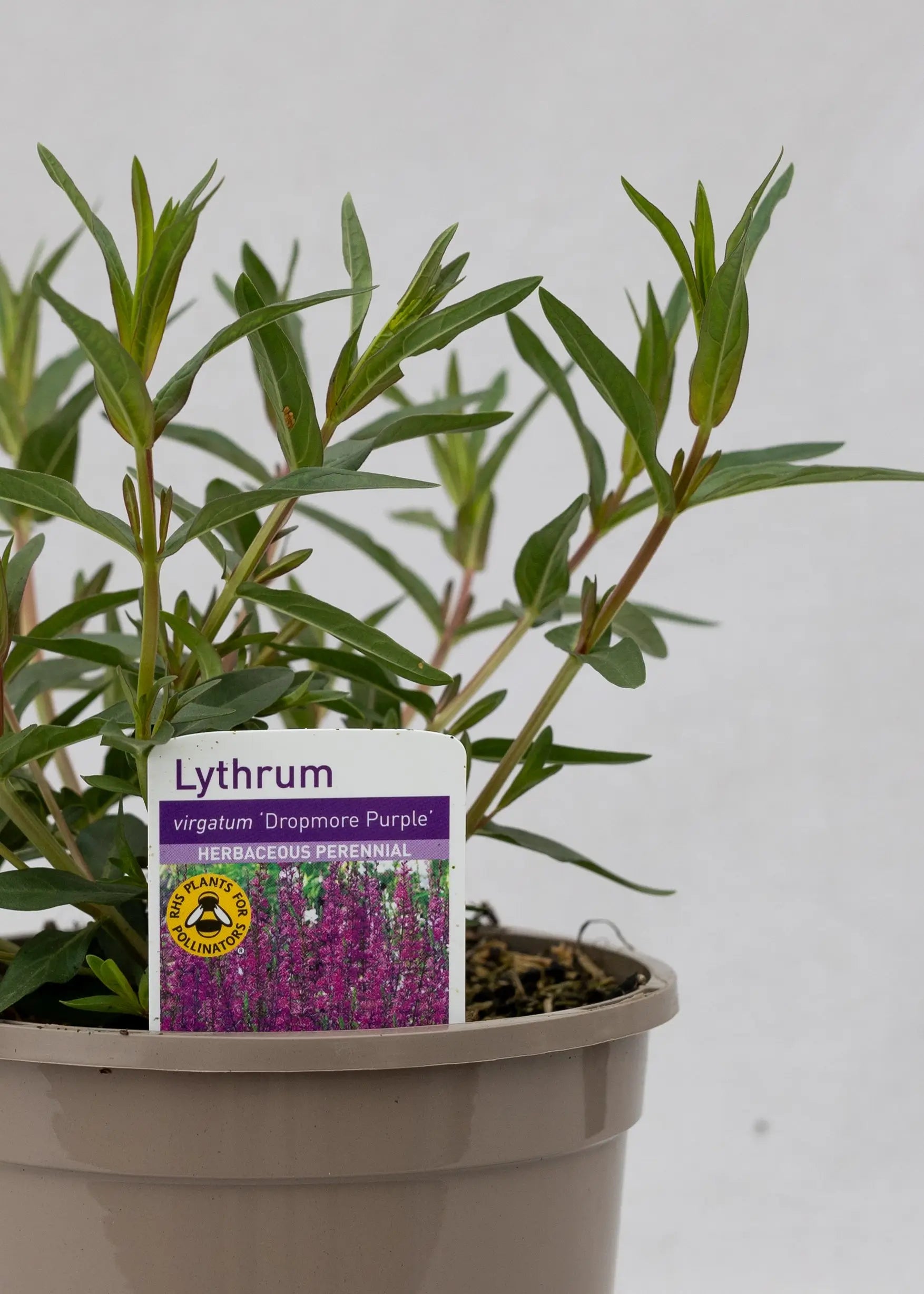 Lythrum virgatum 'Dropmore Purple'