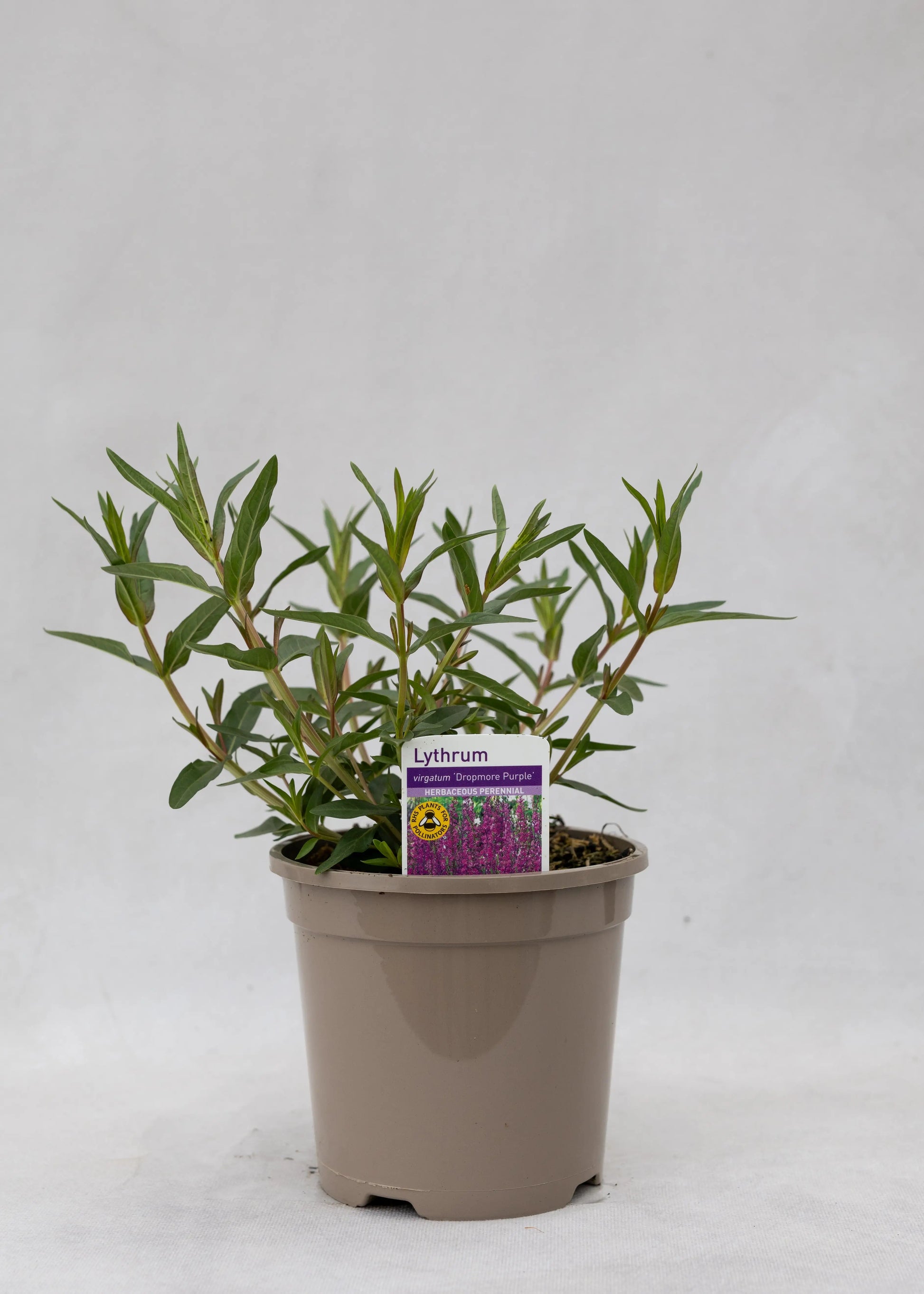 Lythrum virgatum 'Dropmore Purple'