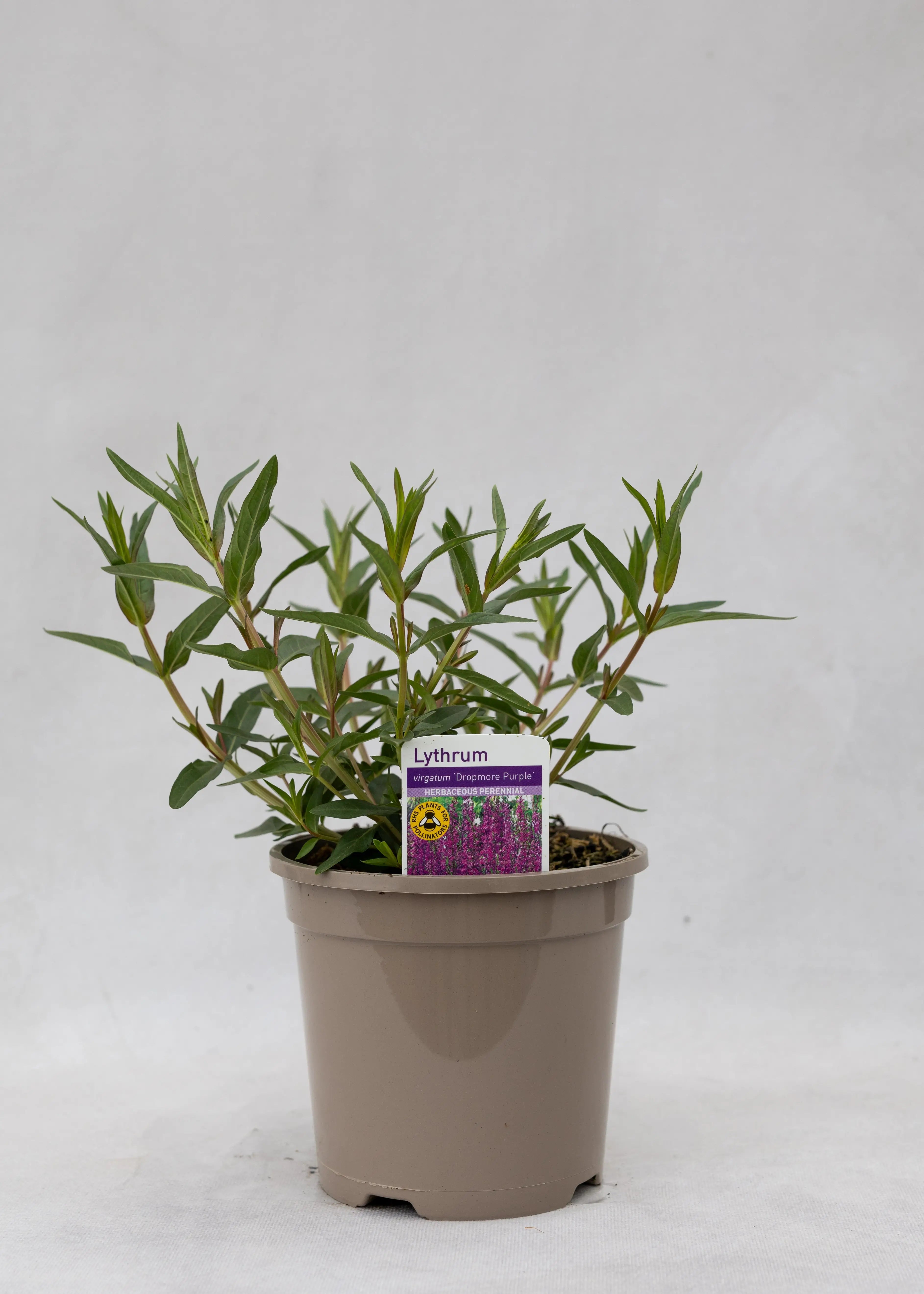 Lythrum virgatum 'Dropmore Purple'