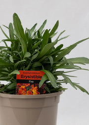 Erysimum 'Erysistible Fire'
