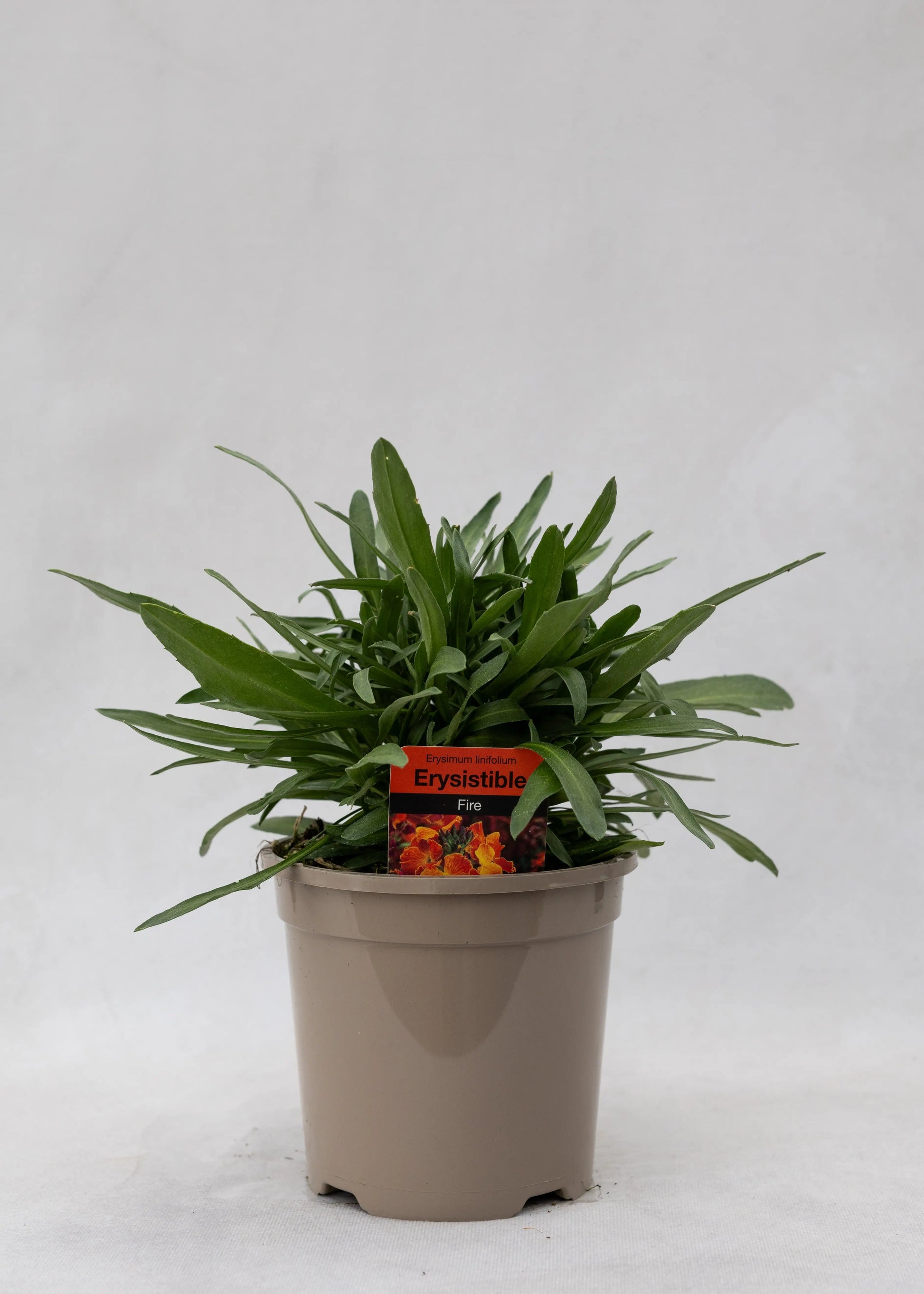 Erysimum 'Erysistible Fire'