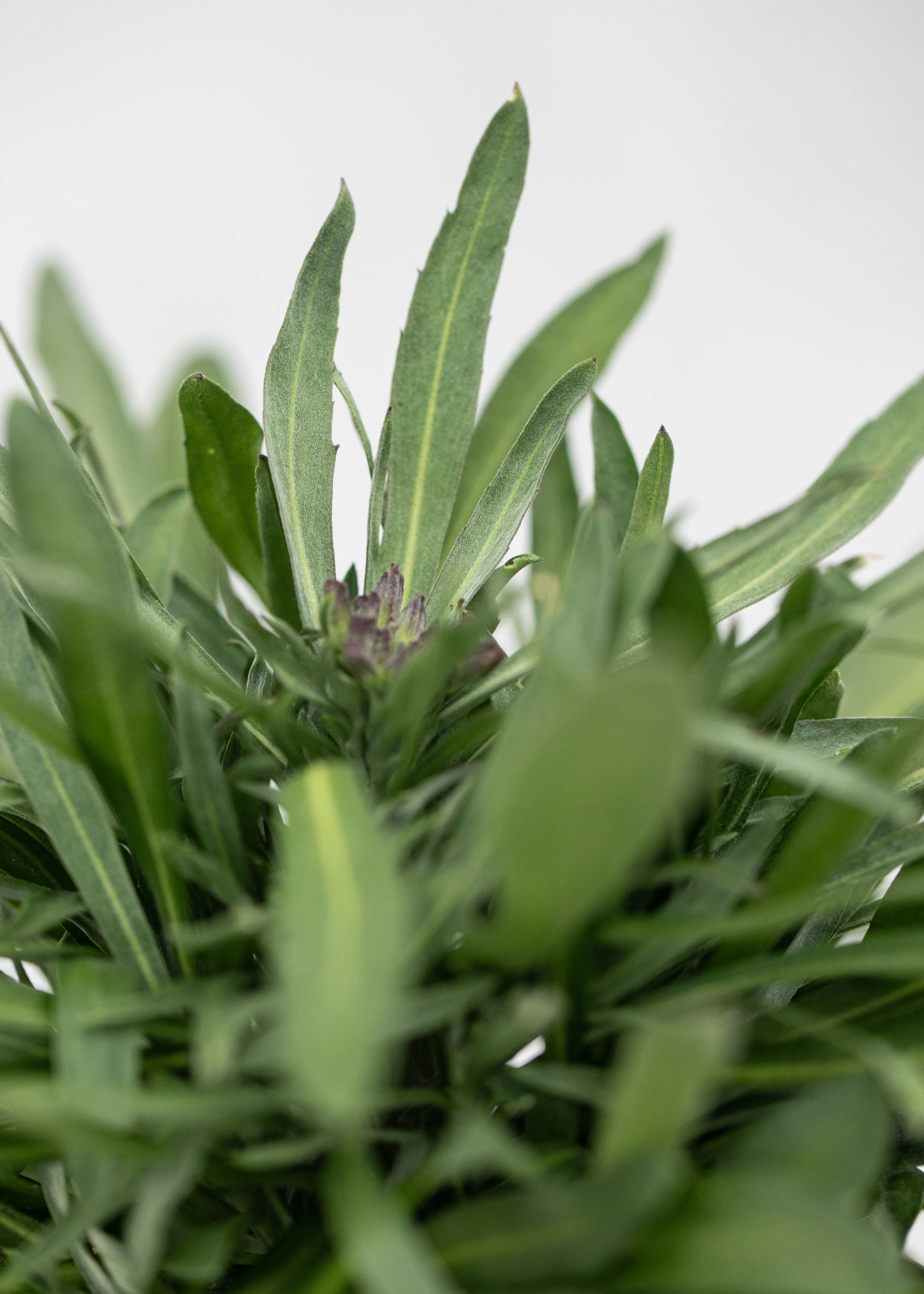 Erysimum 'Erysistible Fire'