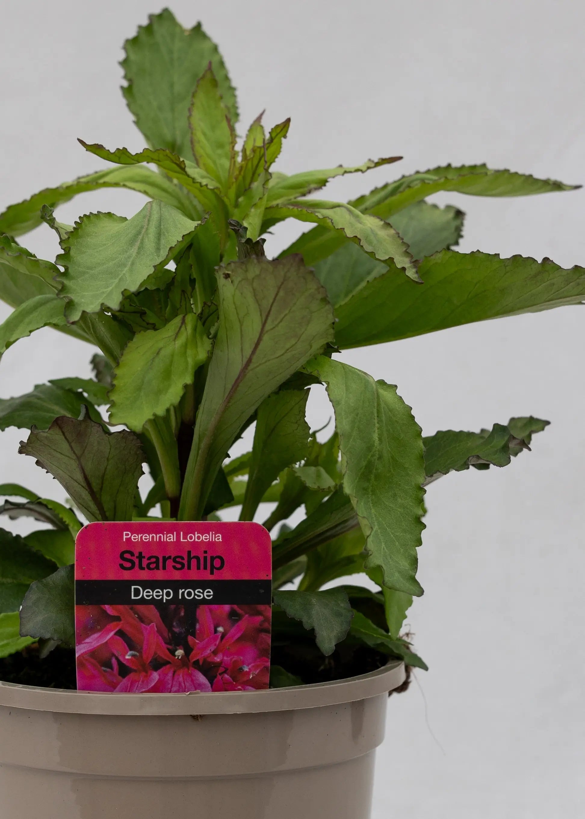 Lobelia 'F1 Starship Deep Rose'