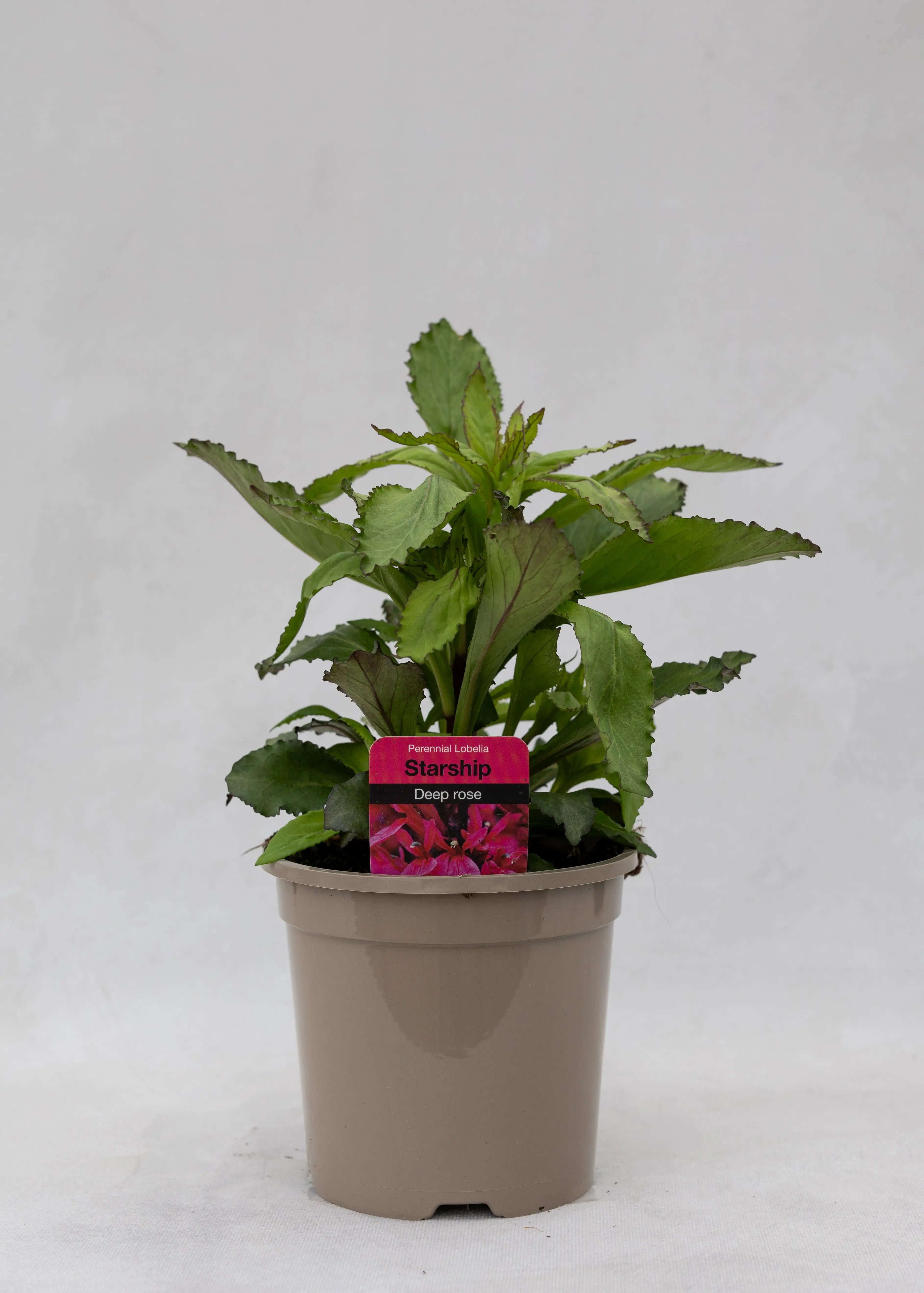 Lobelia 'F1 Starship Deep Rose'