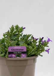 Campanula portenschlagiana 'Clockwise Compact Deep Blue'