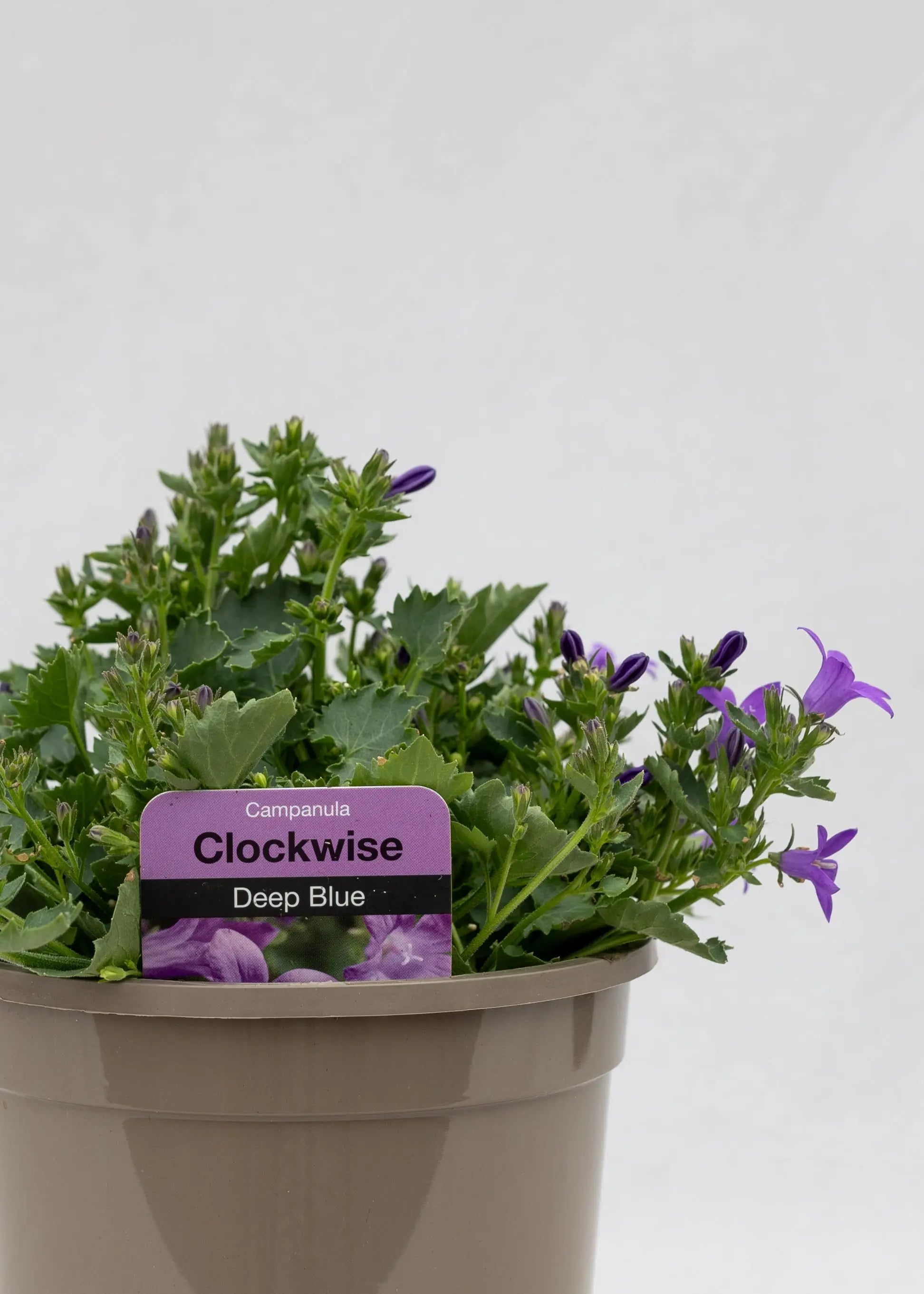 Campanula portenschlagiana 'Clockwise Compact Deep Blue'
