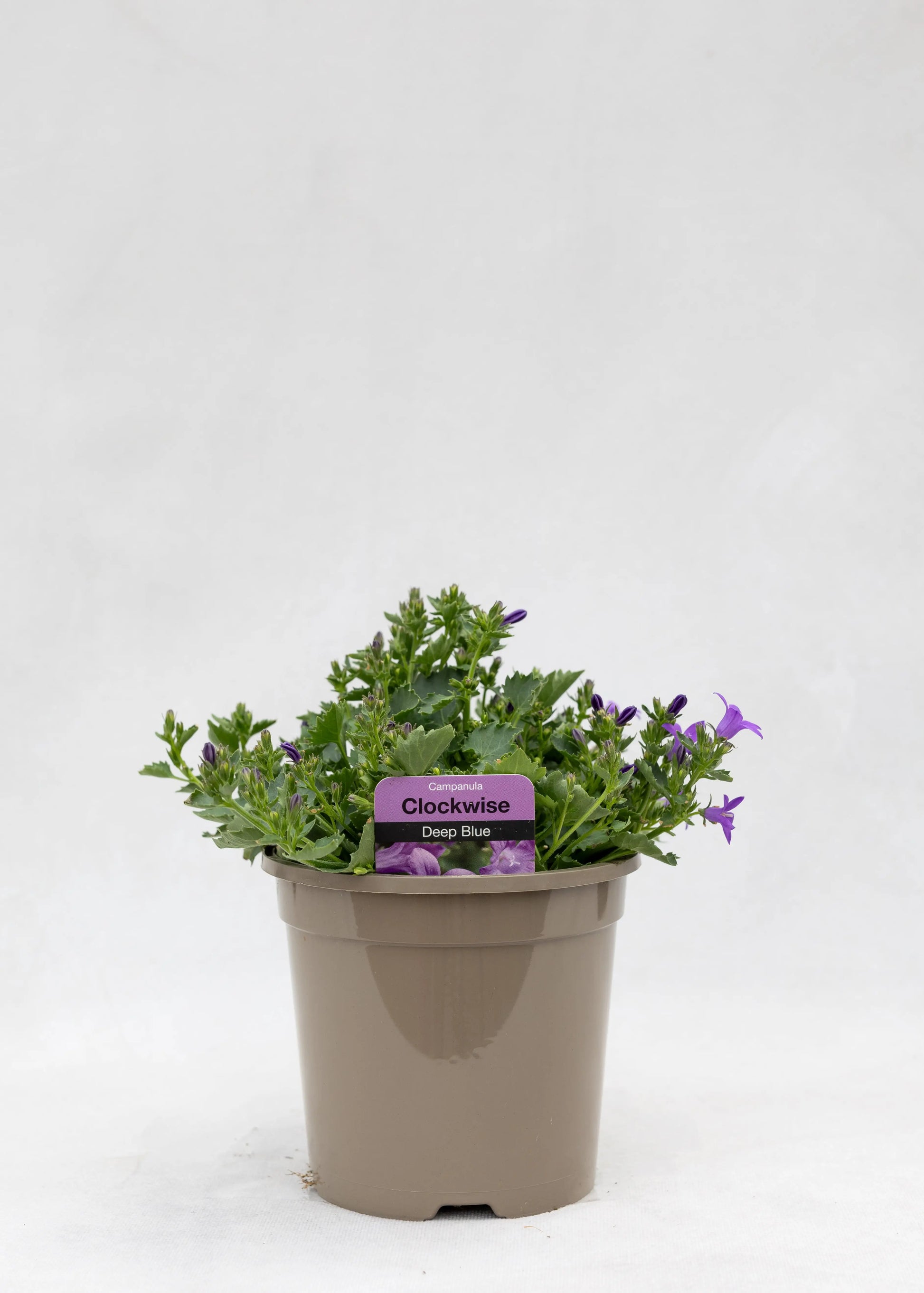 Campanula portenschlagiana 'Clockwise Compact Deep Blue'