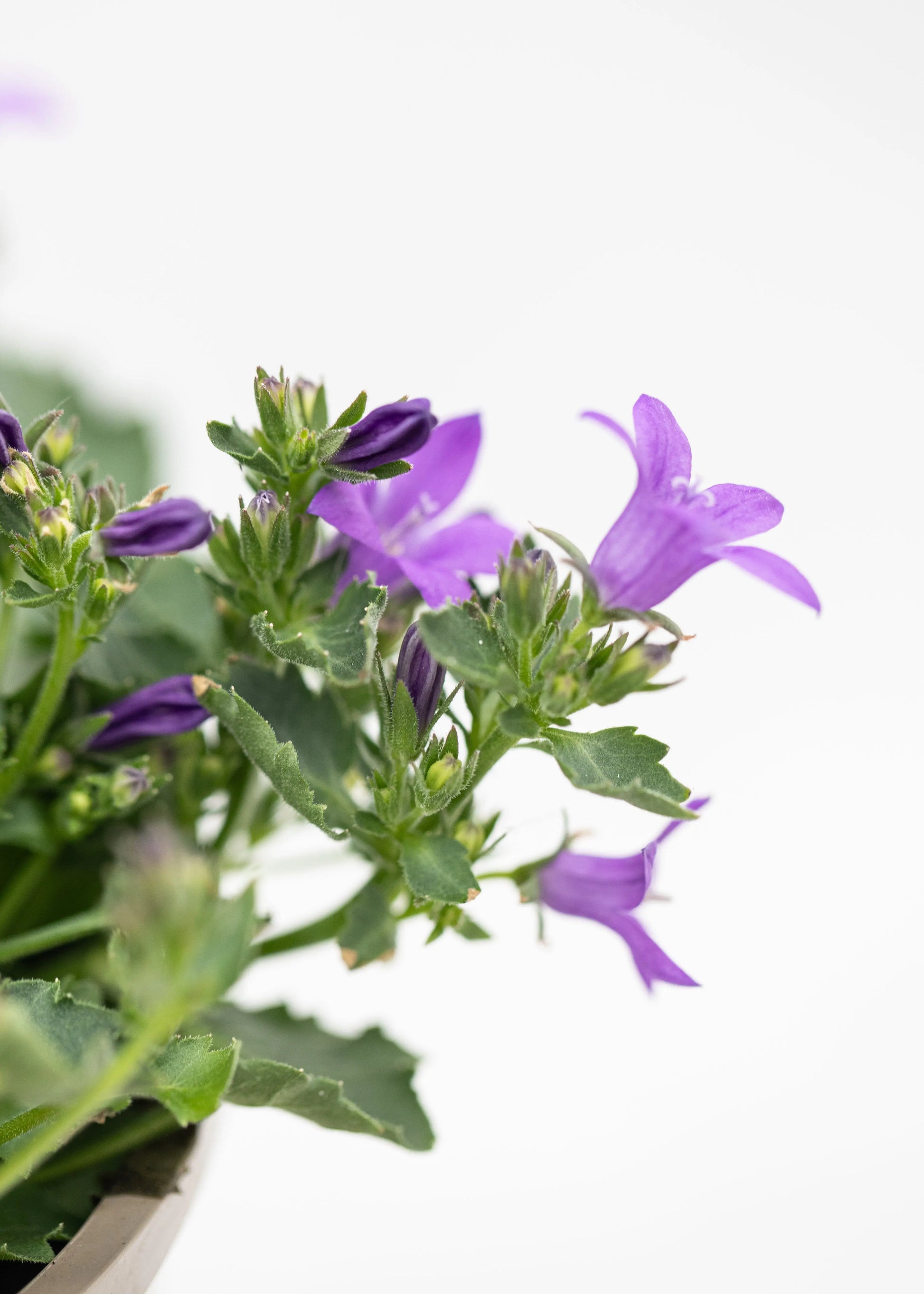 Campanula portenschlagiana 'Clockwise Compact Deep Blue'