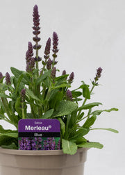 Salvia 'Merleau Blue'