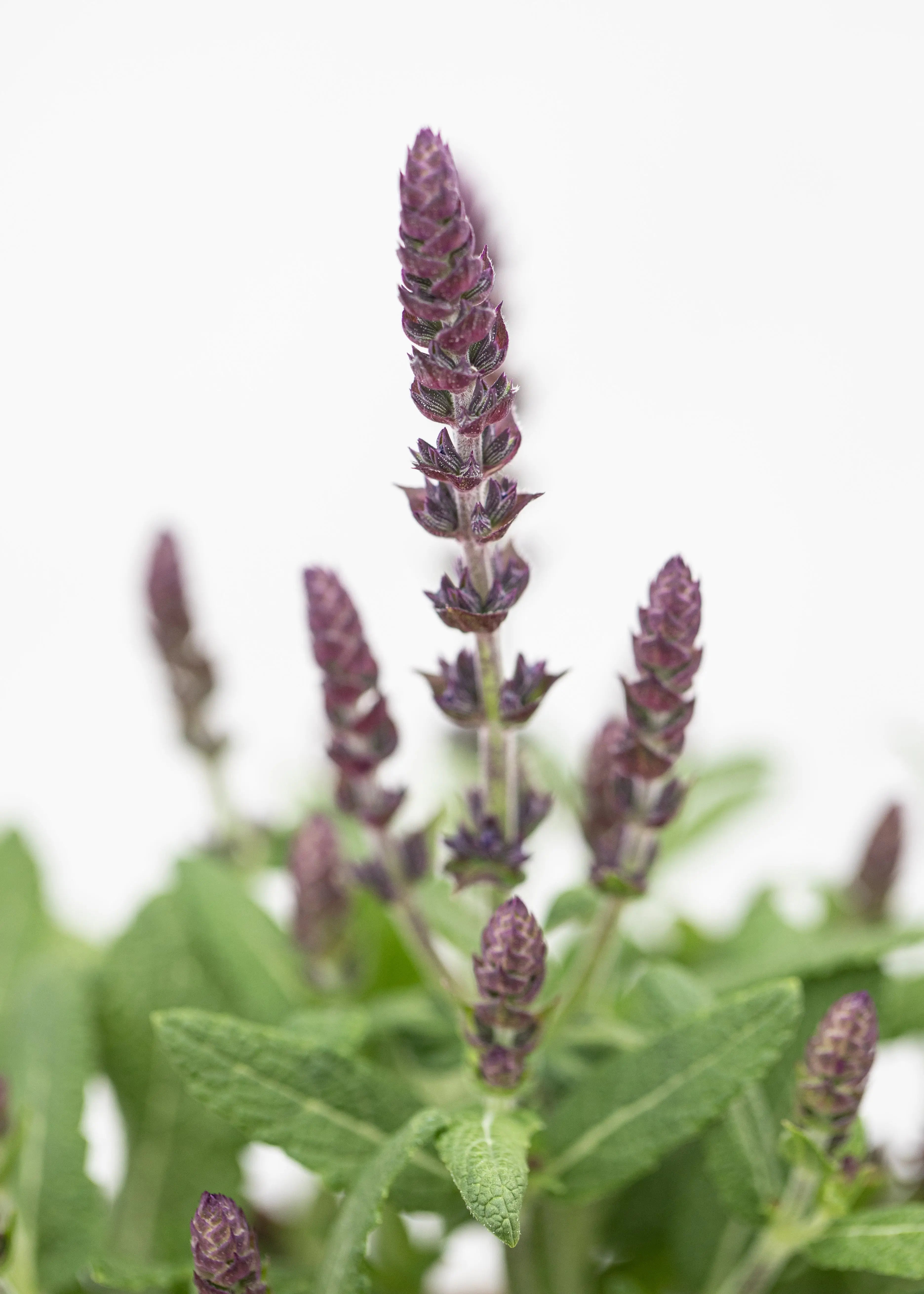 Salvia 'Merleau Blue'