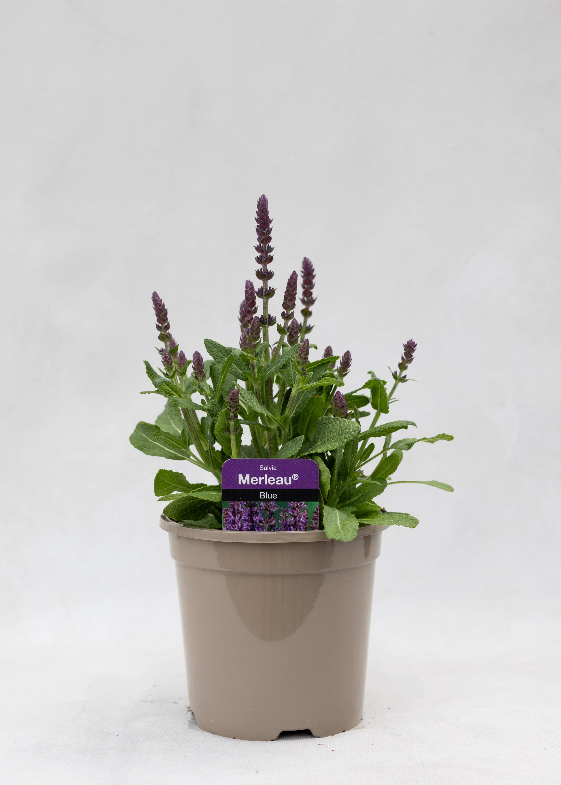 Salvia 'Merleau Blue'