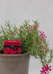 Phlox subulata 'Scarlet Flame'