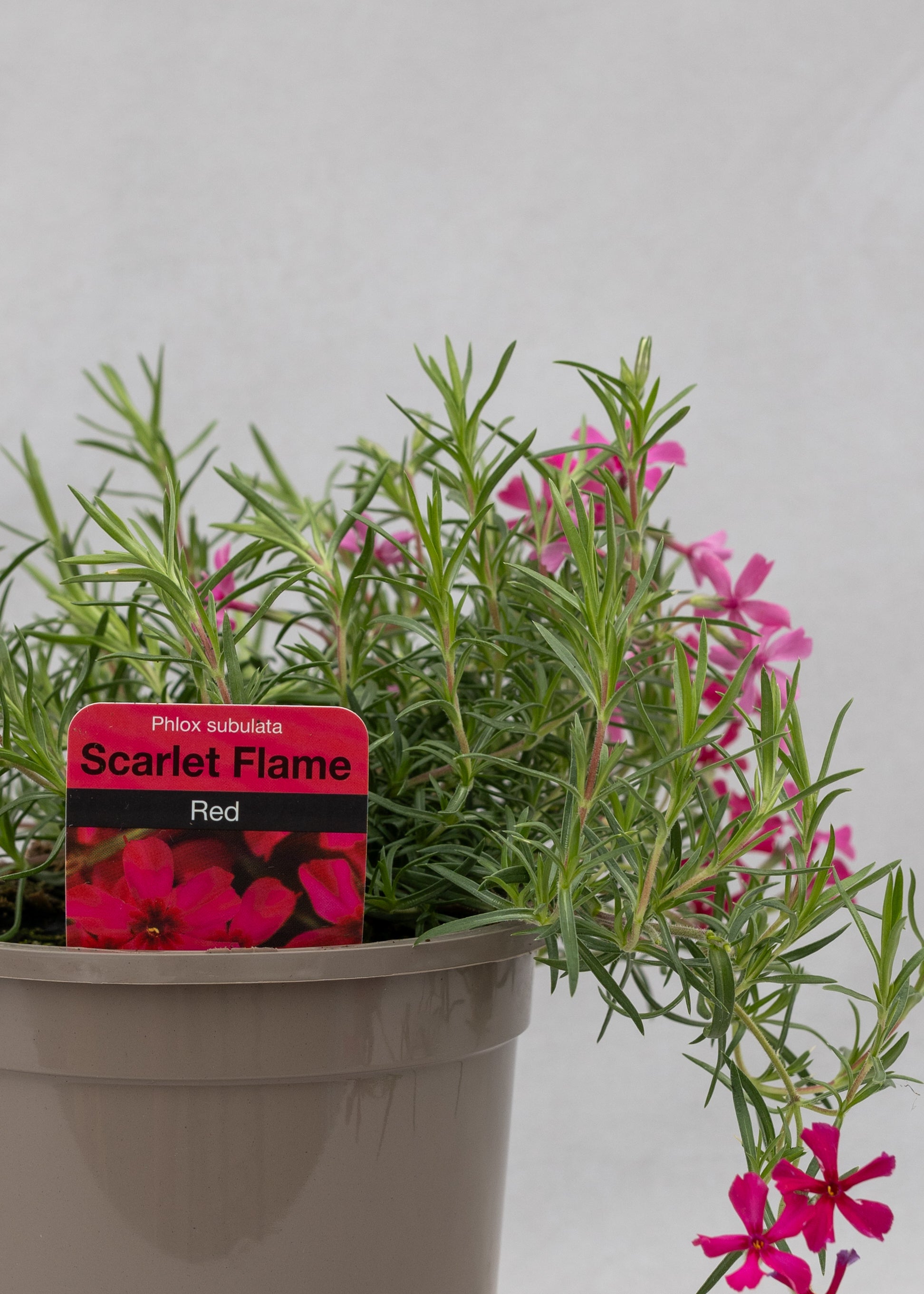 Phlox subulata 'Scarlet Flame'