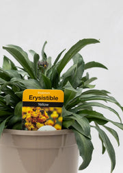 Erysimum 'Erysistible Yellow'