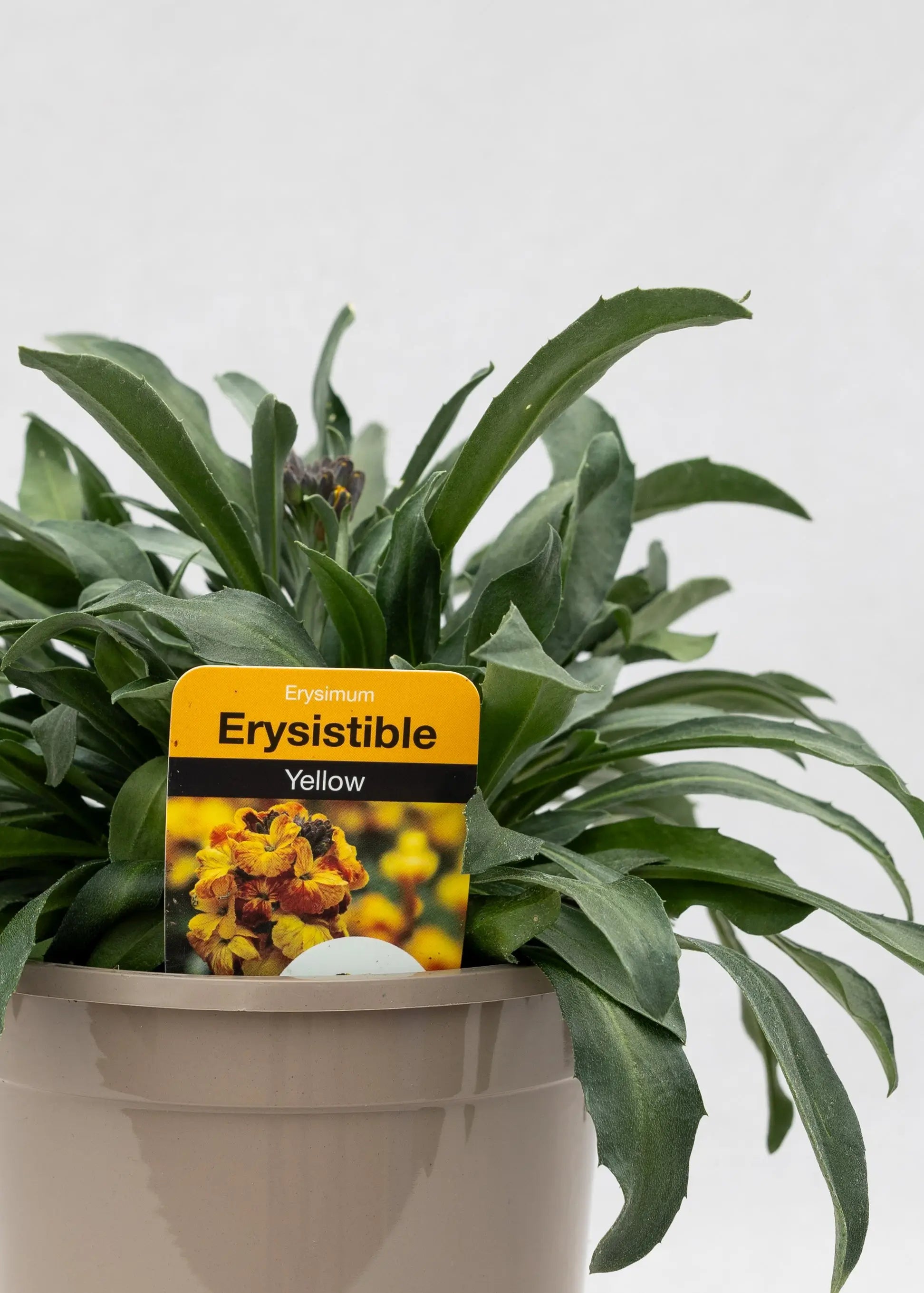 Erysimum 'Erysistible Yellow'