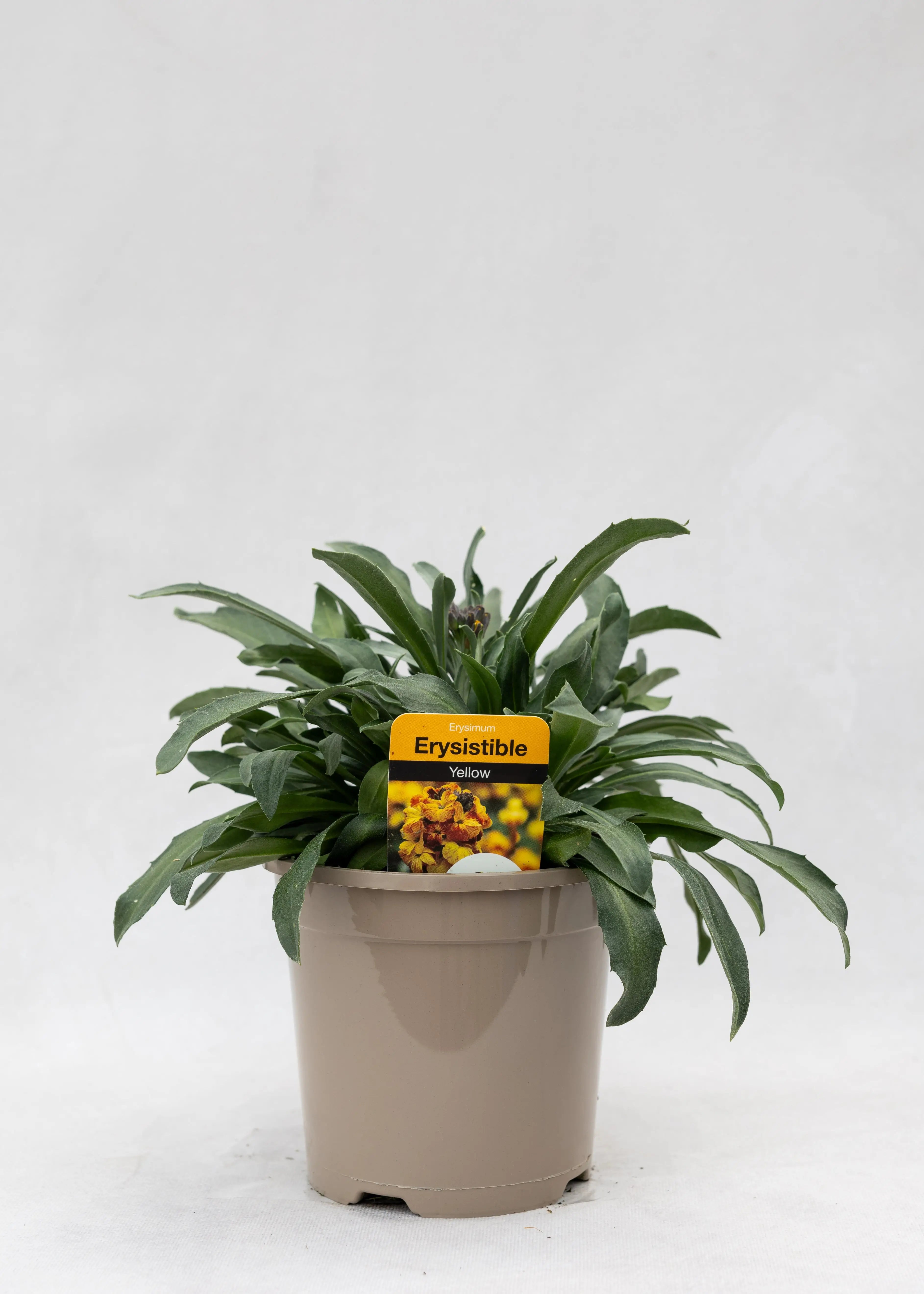 Erysimum 'Erysistible Yellow'